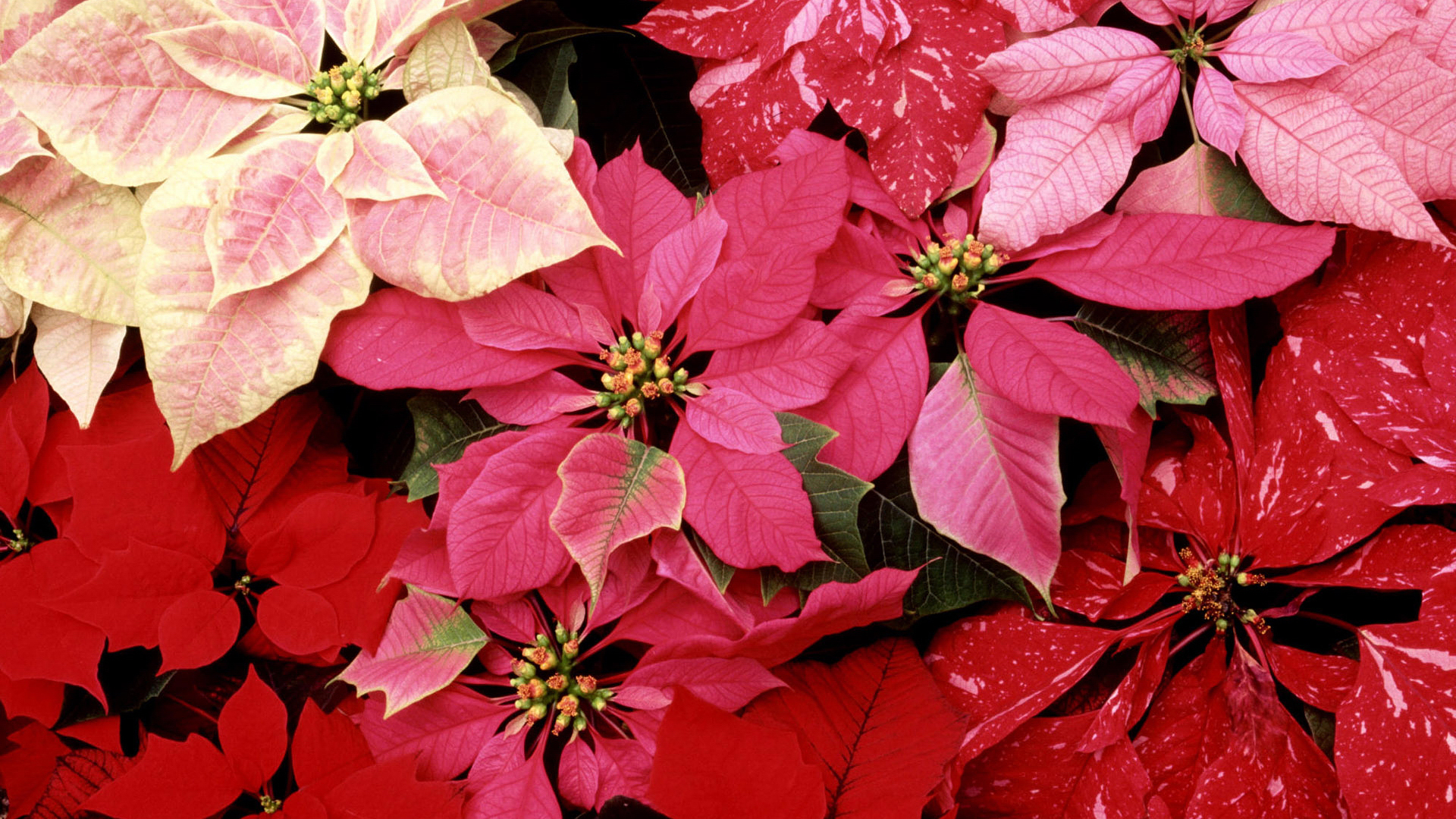 poinsettia, открытка, содержание