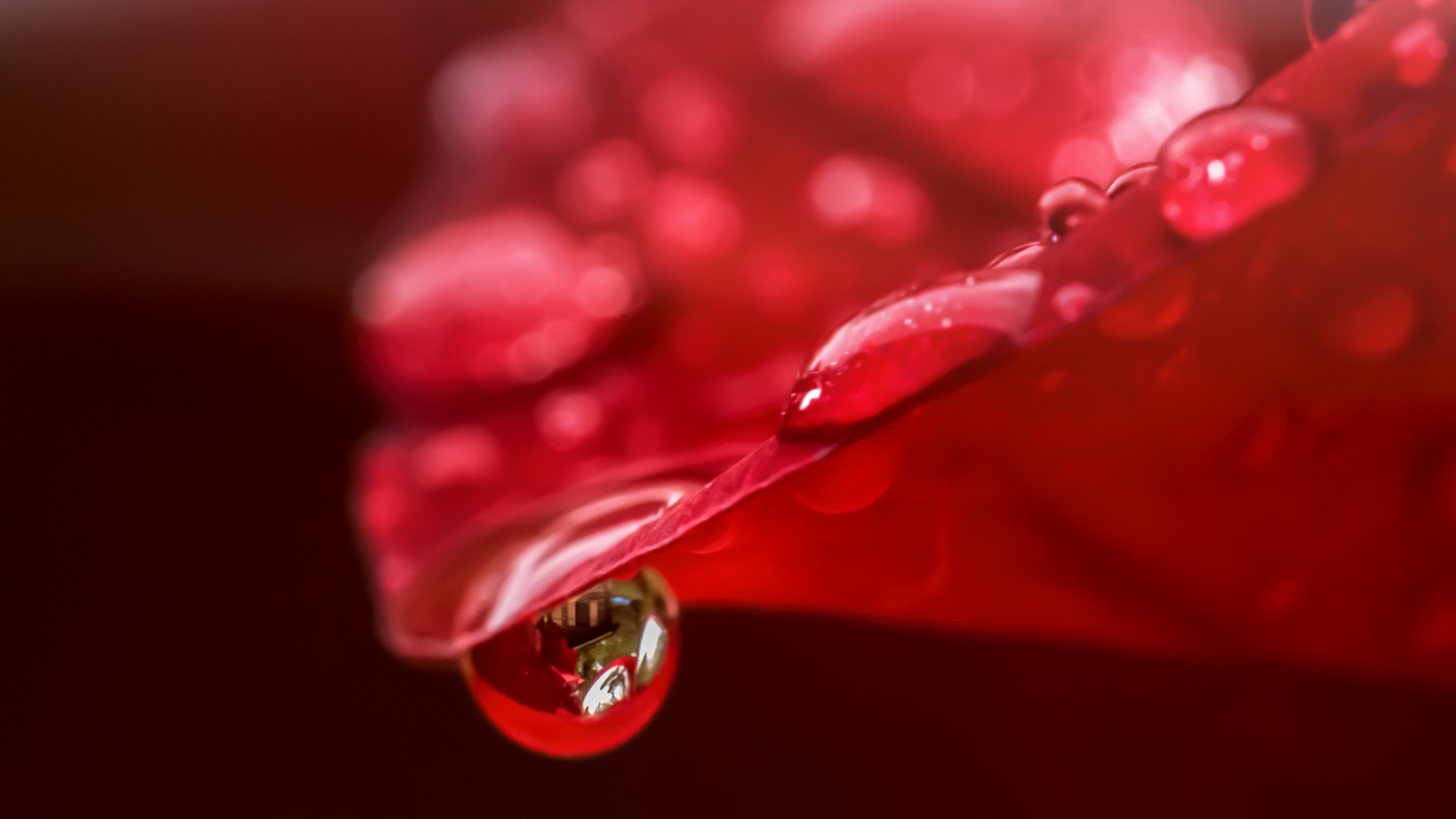 makryi, drop, лепесток