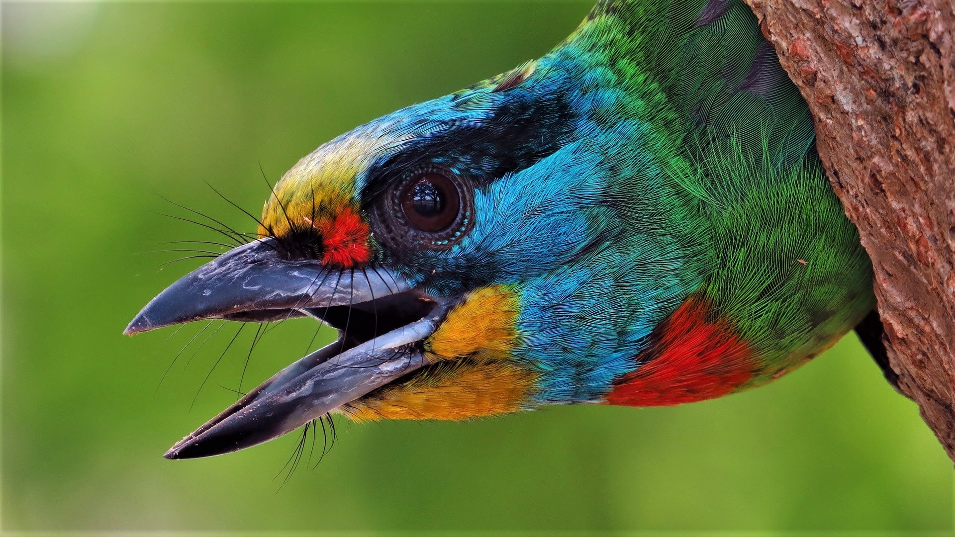 ярко окрашенная птица с открытым клювом, выглядывающая из дерева