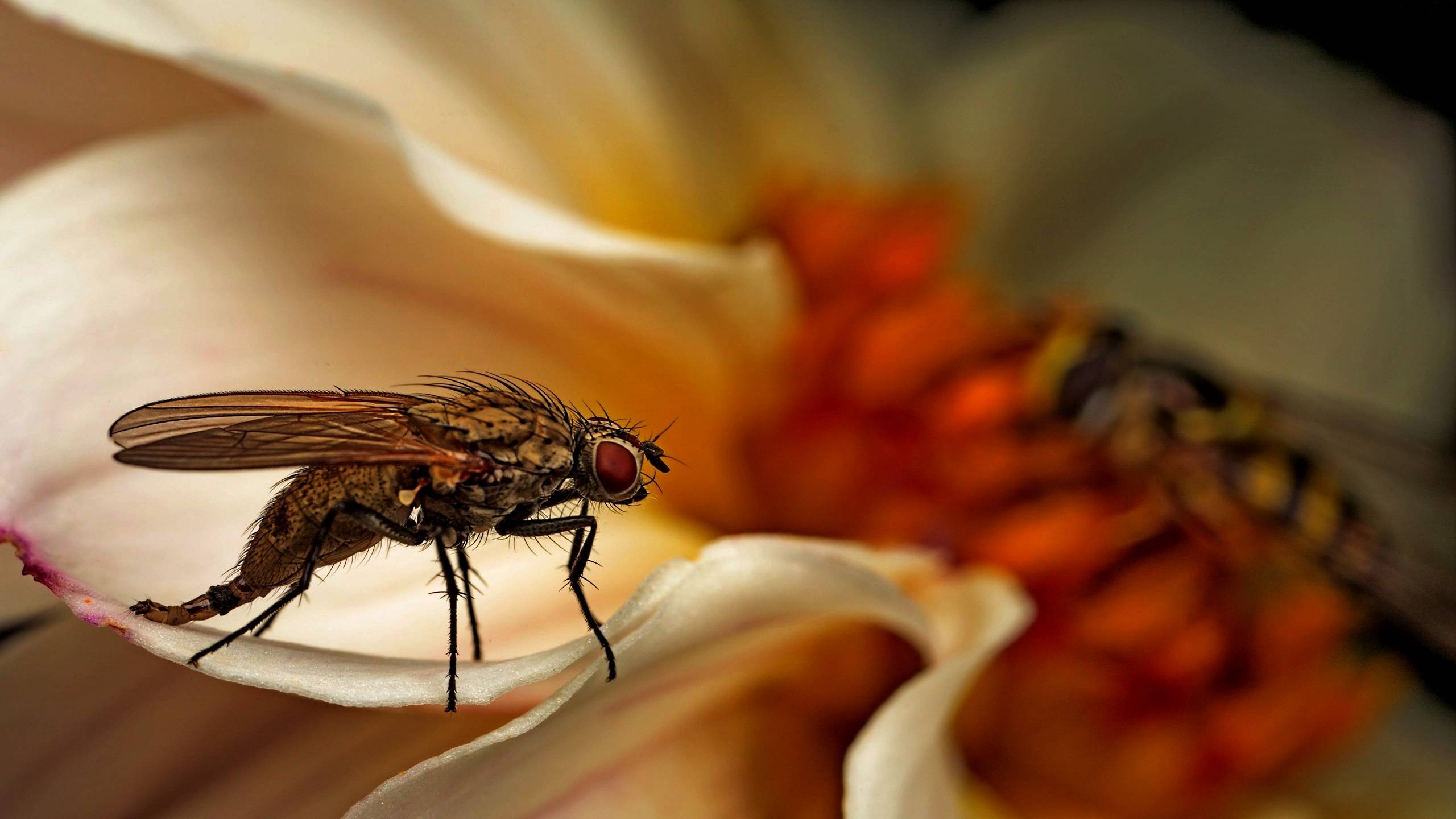 flies, насекомое, mocah