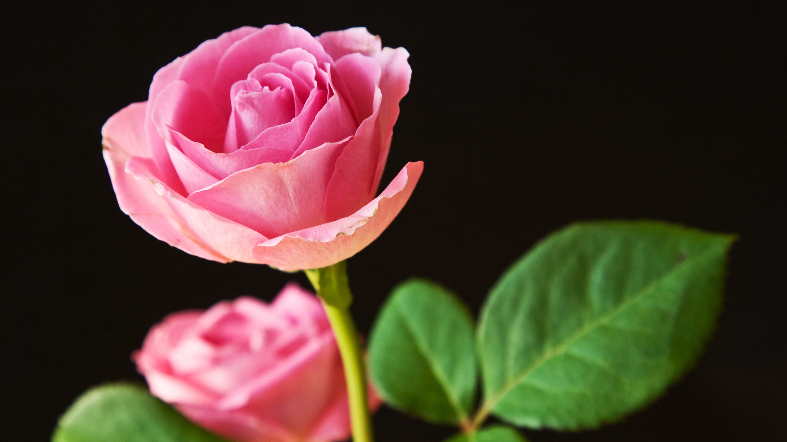 Роза розовая без смс