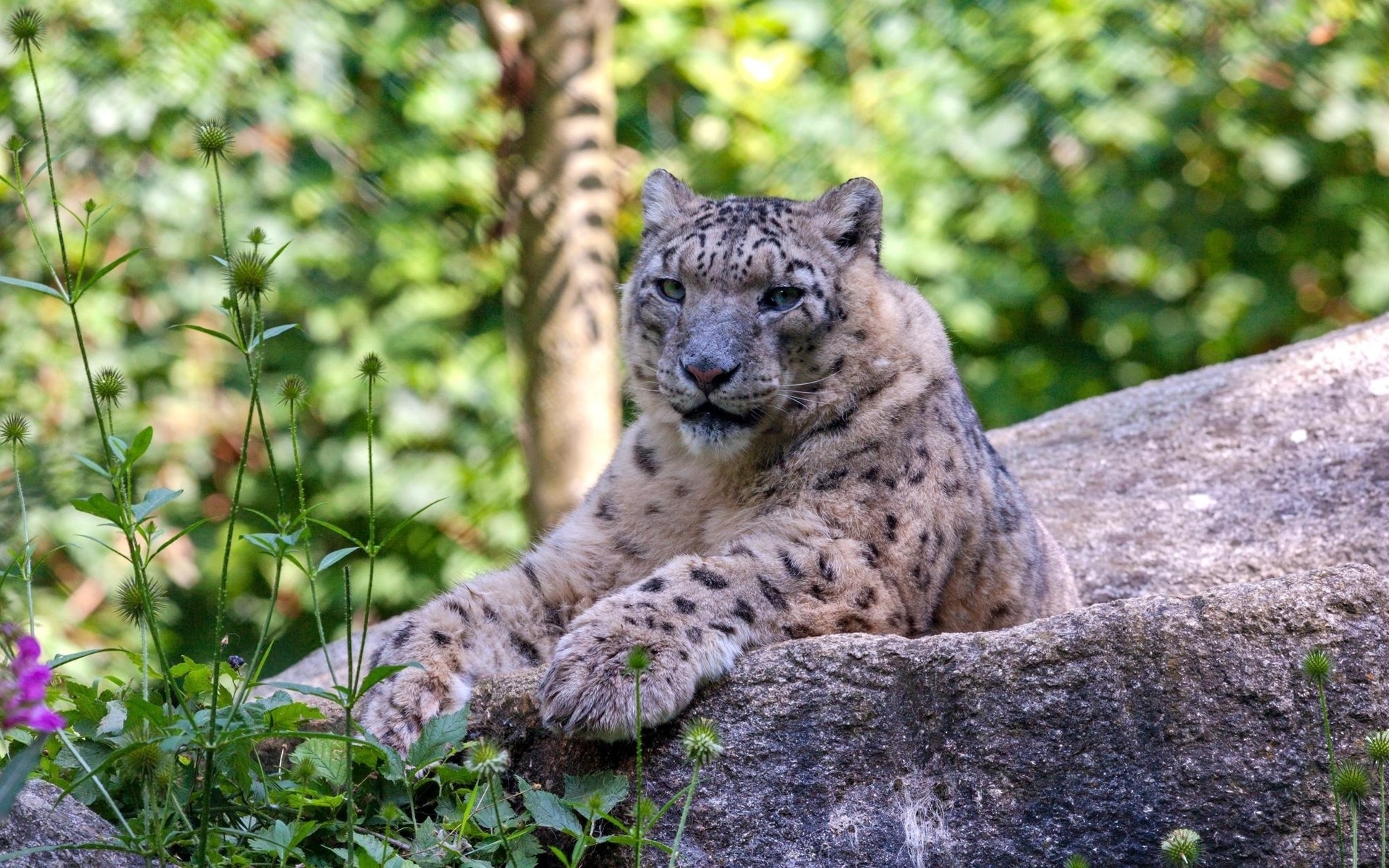 леопард, снег, ирбис