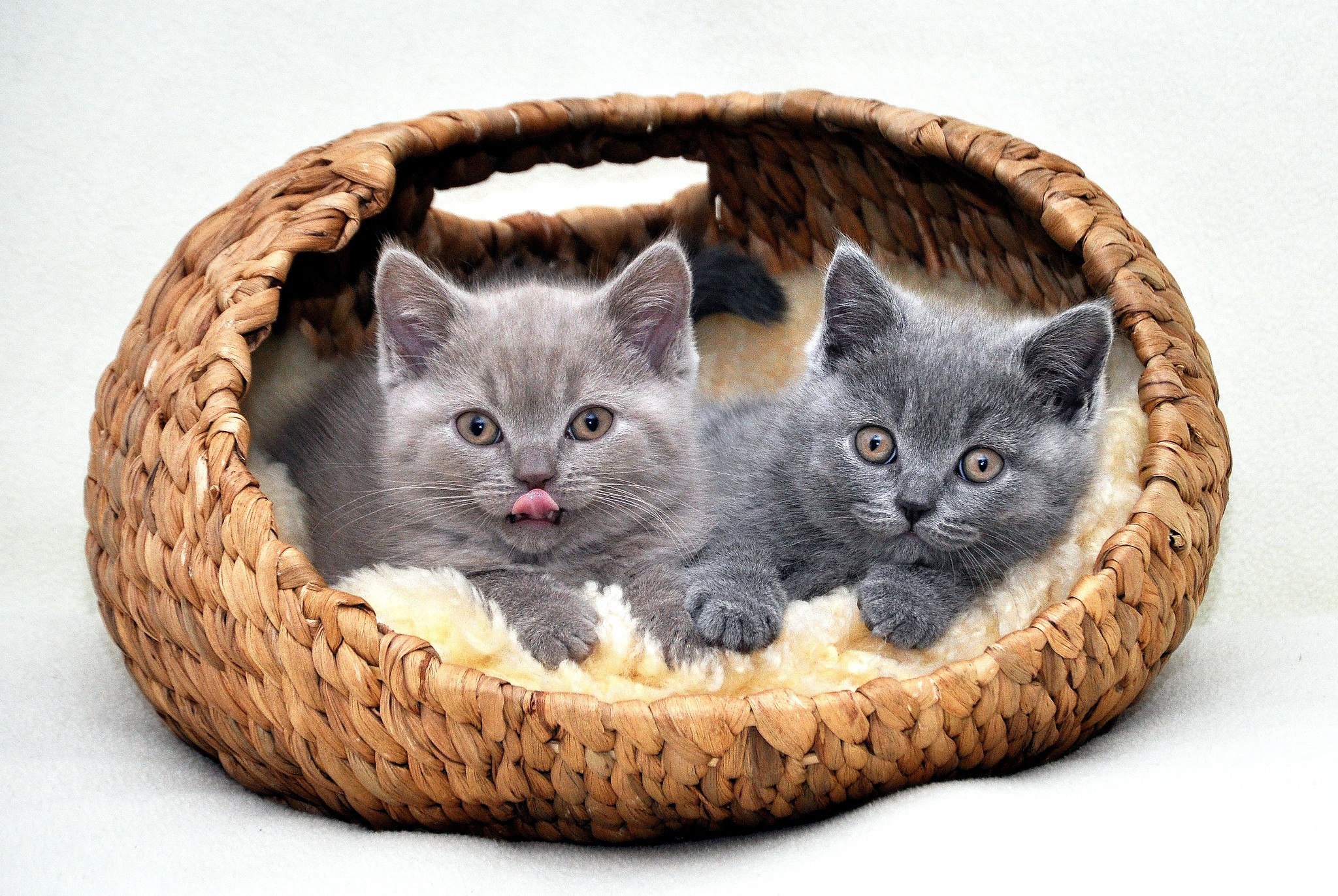 пикор, котенка