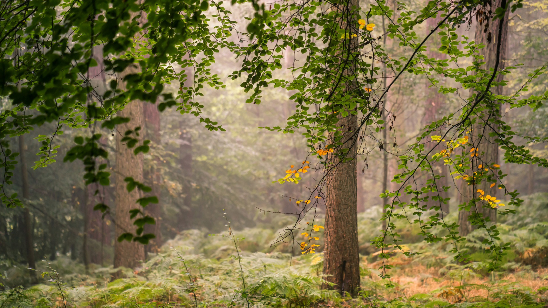 Природа 266559