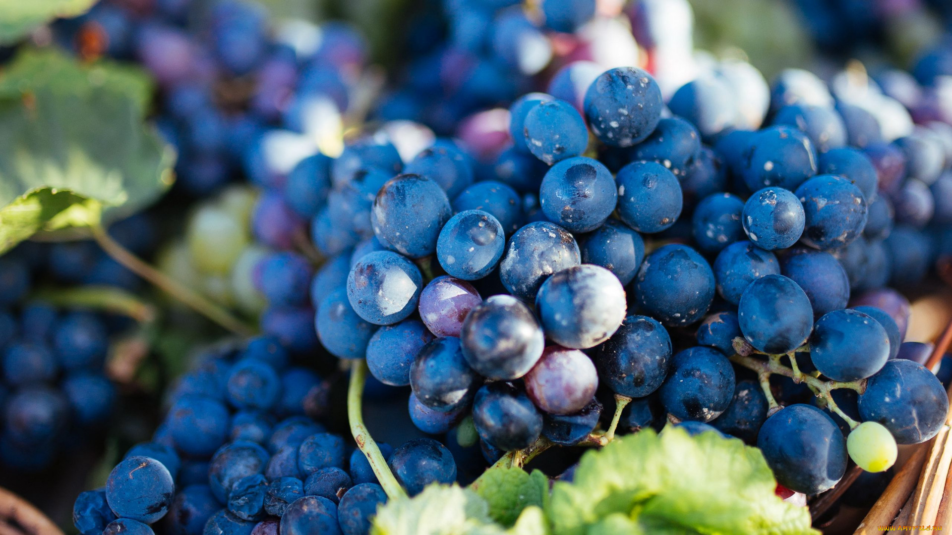 закрытие кучки винограда с листьями на столе