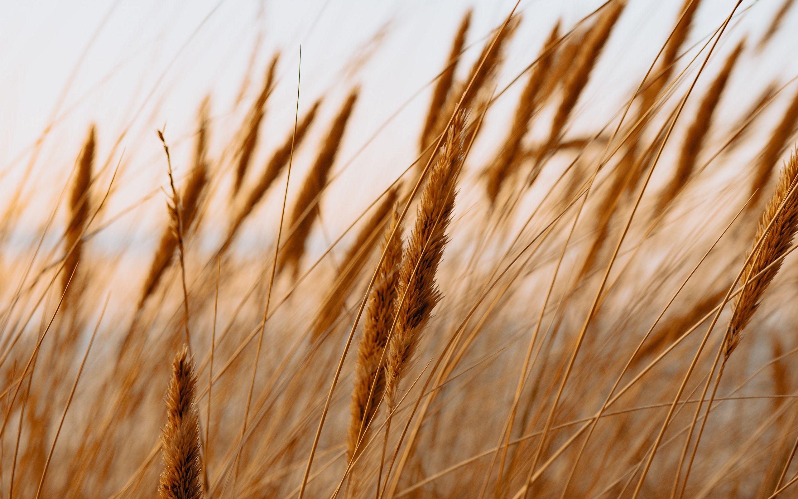 Анимация колосья пшеницы в поле