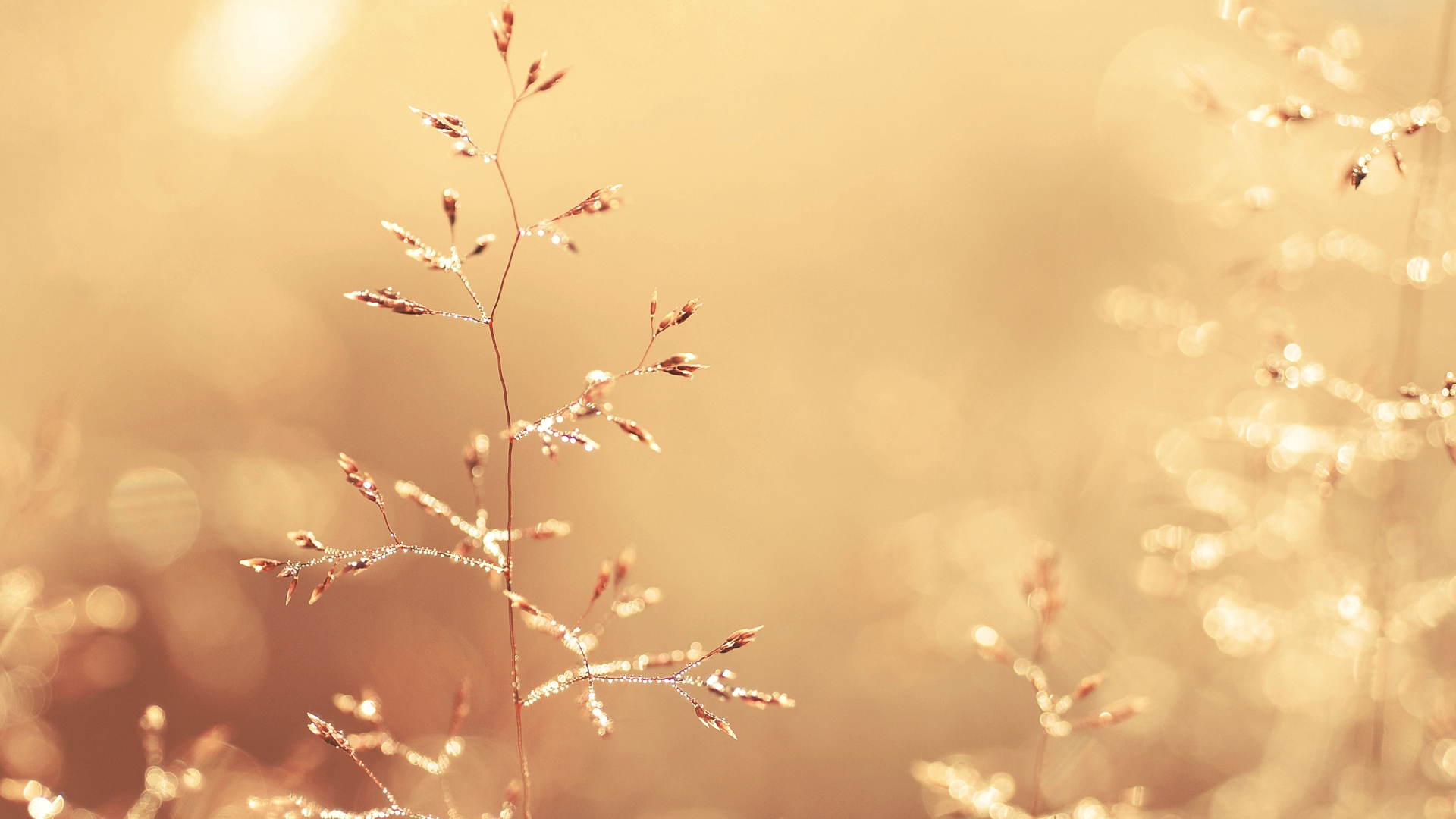 бежевый, тоне, природа