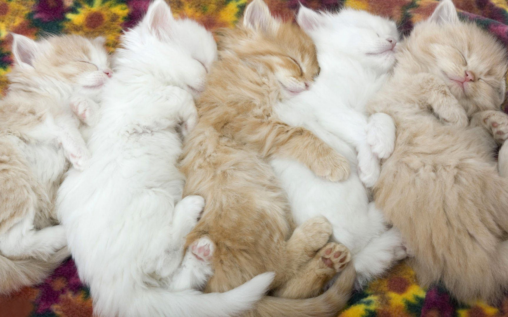 котята, животные