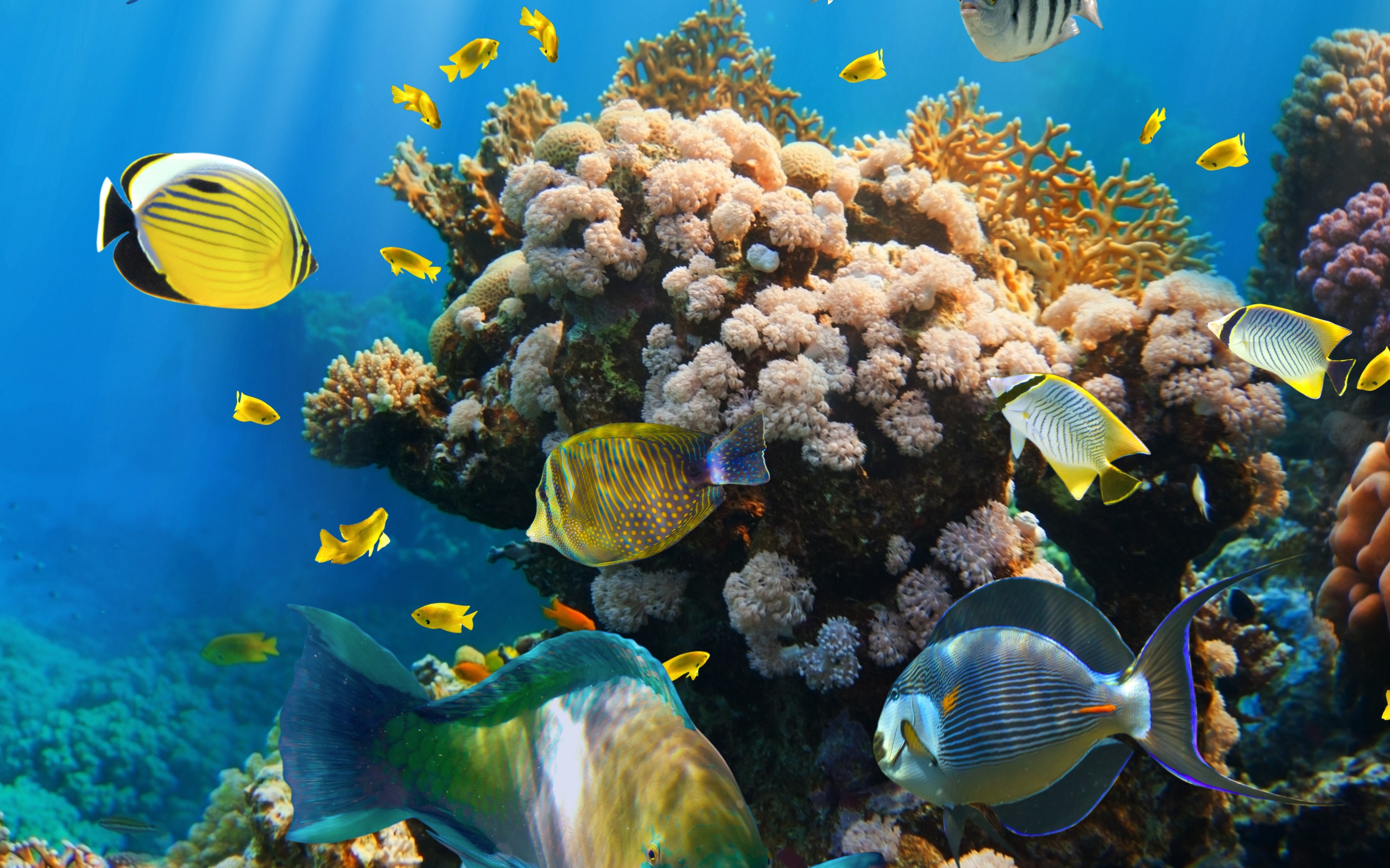 world, underwater, риф