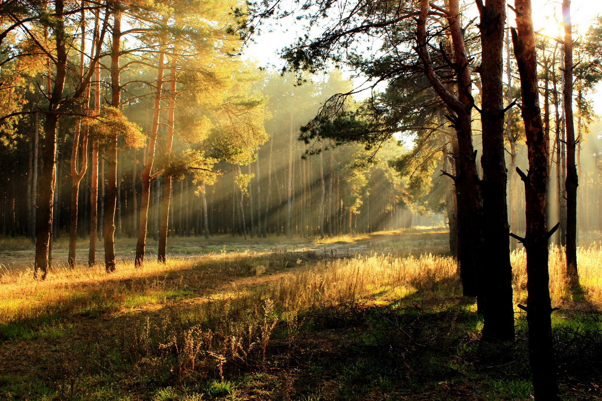 природа лес свет солнце деревья скачать
