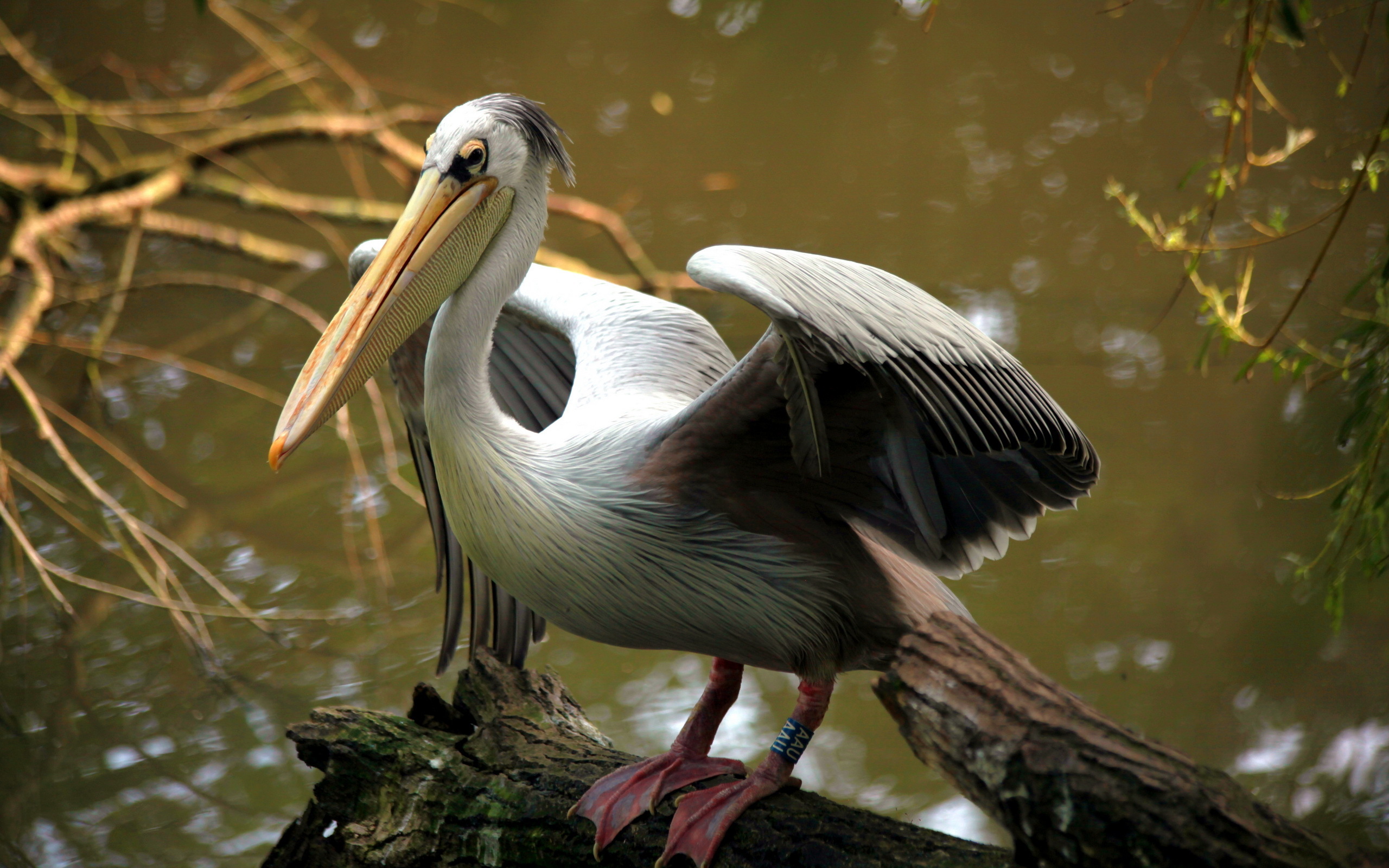 pelican, настольный, бесплатный