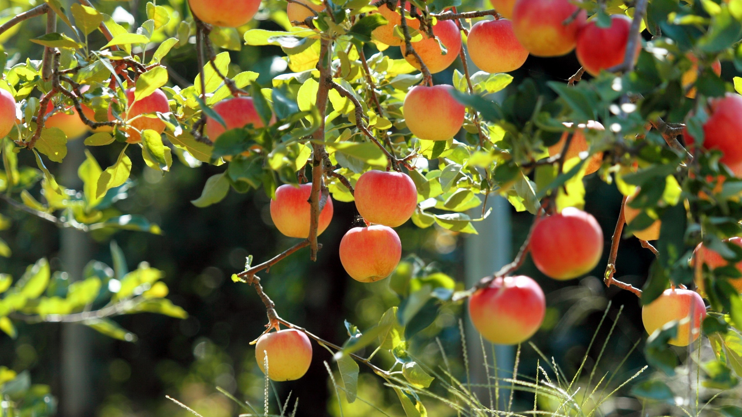 древесина, яблони