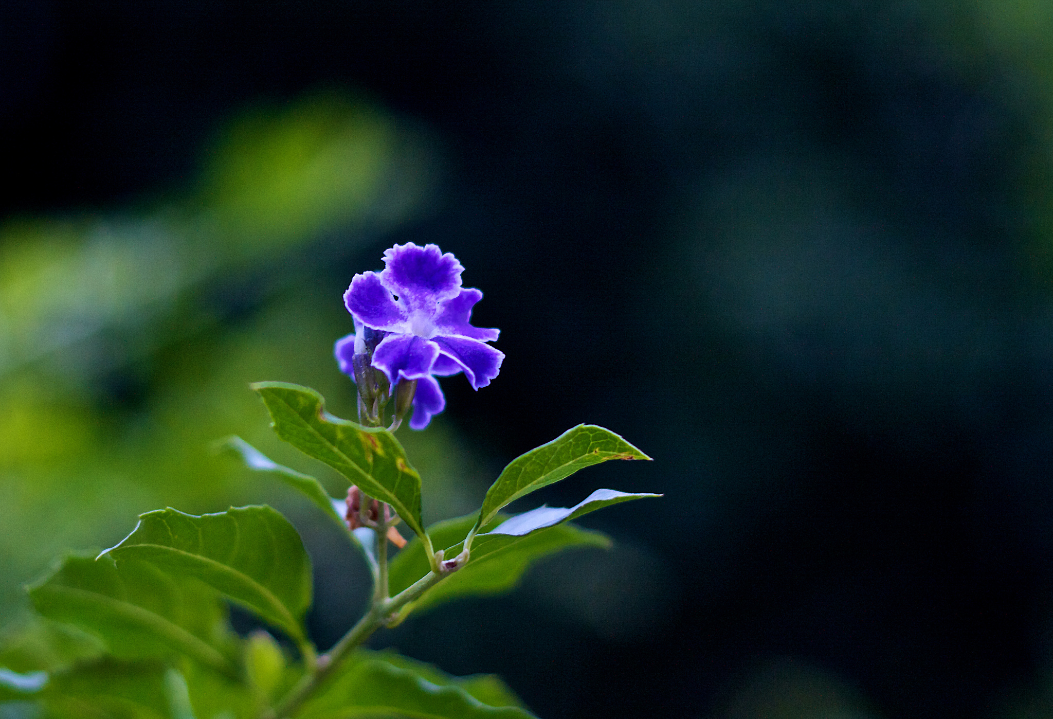 tibouchina, типы