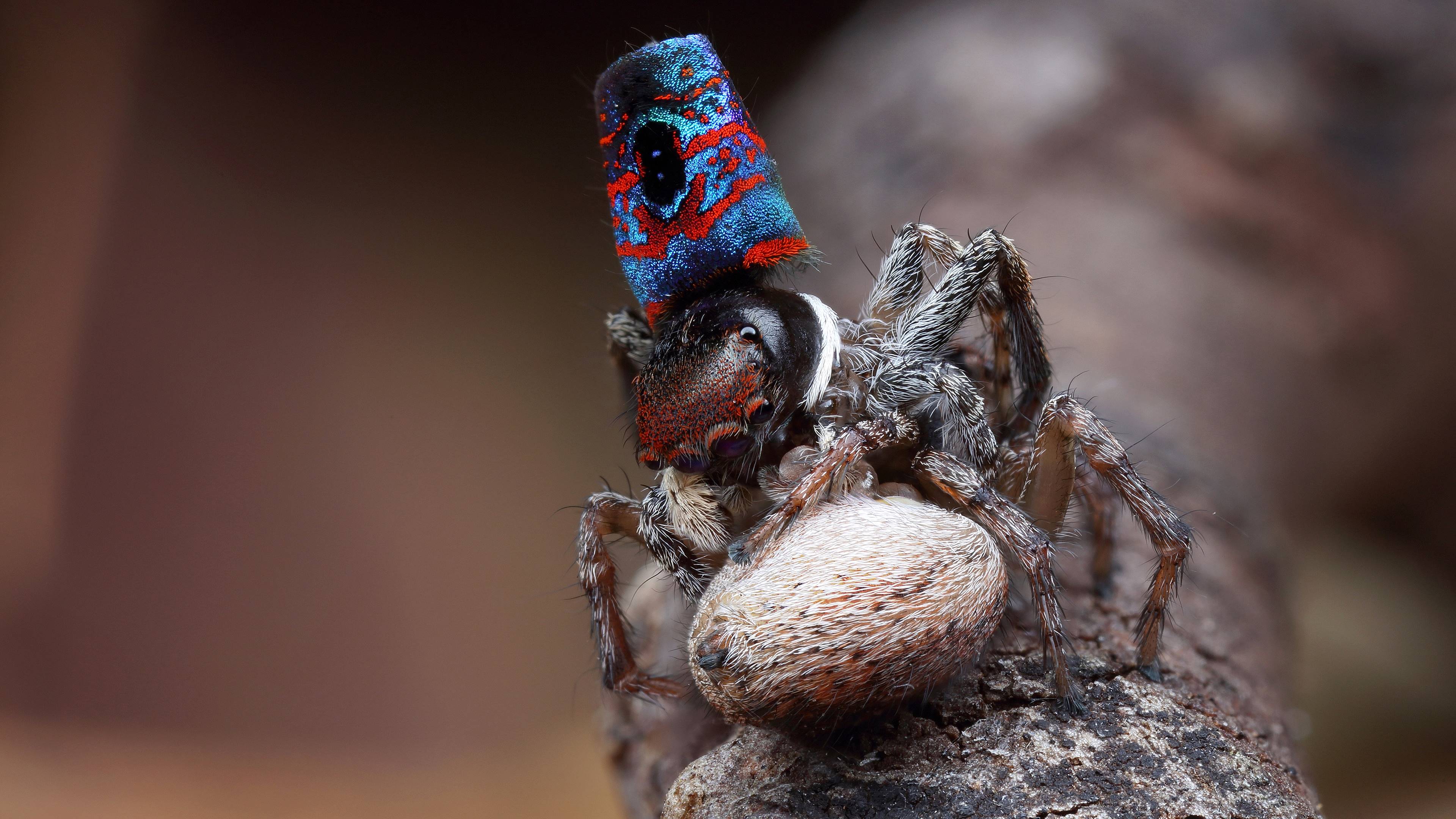 parasitism, wikipediaparasitism, definition