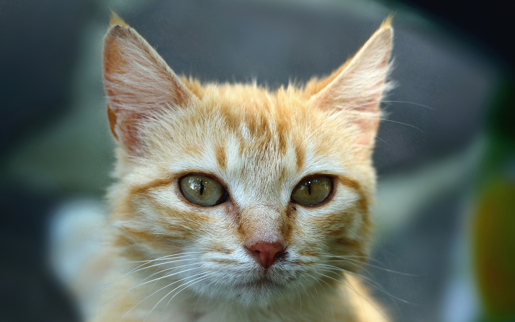 котенок, стена