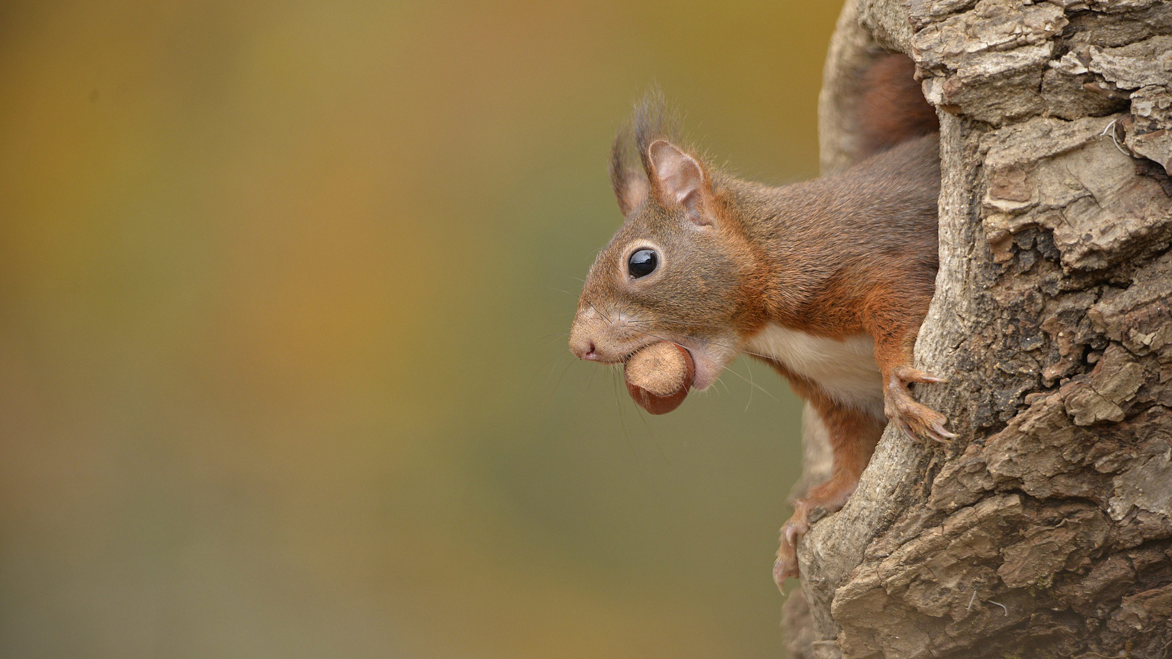 Squirrel. Дупло белки беличье дупло. Белка в дупле. Белка в дупле с орехами. Белочка в дупле.