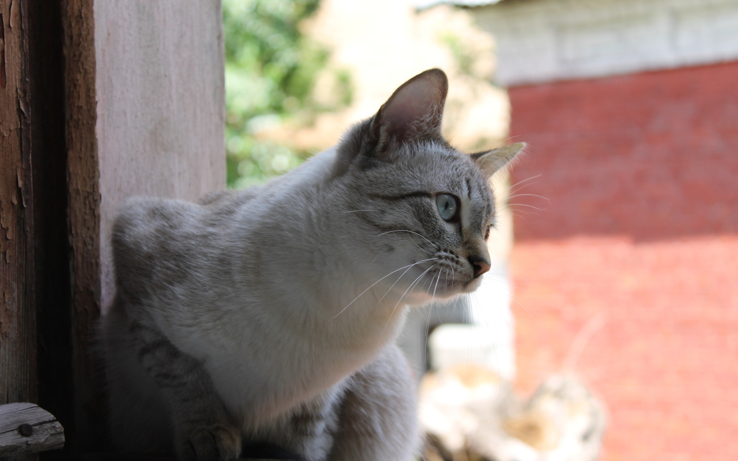 кот, окно, сентябрь