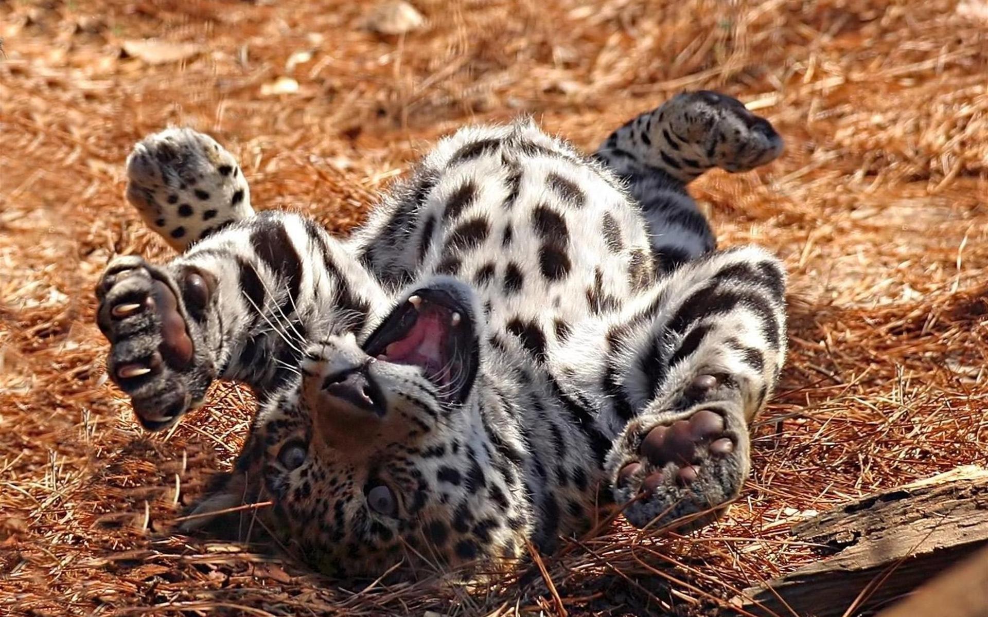 кошки, дикие, кошек