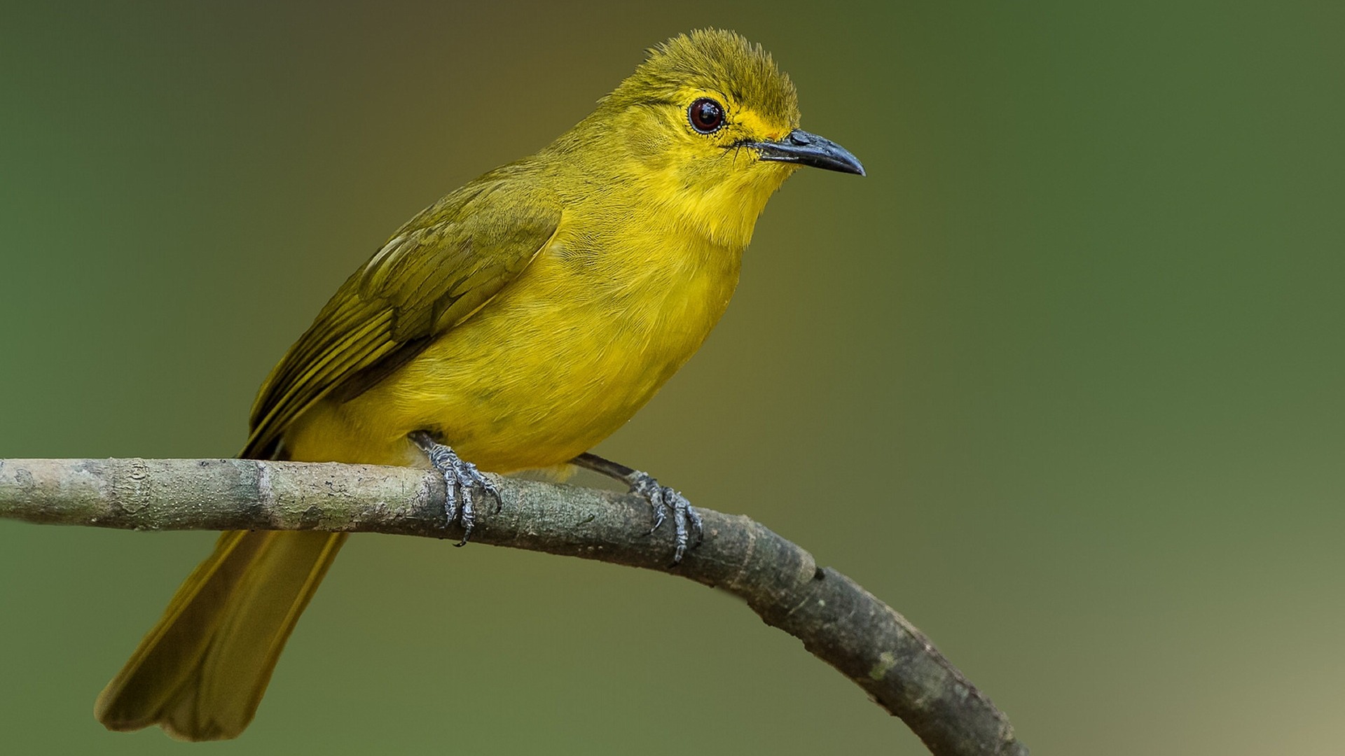 oriole