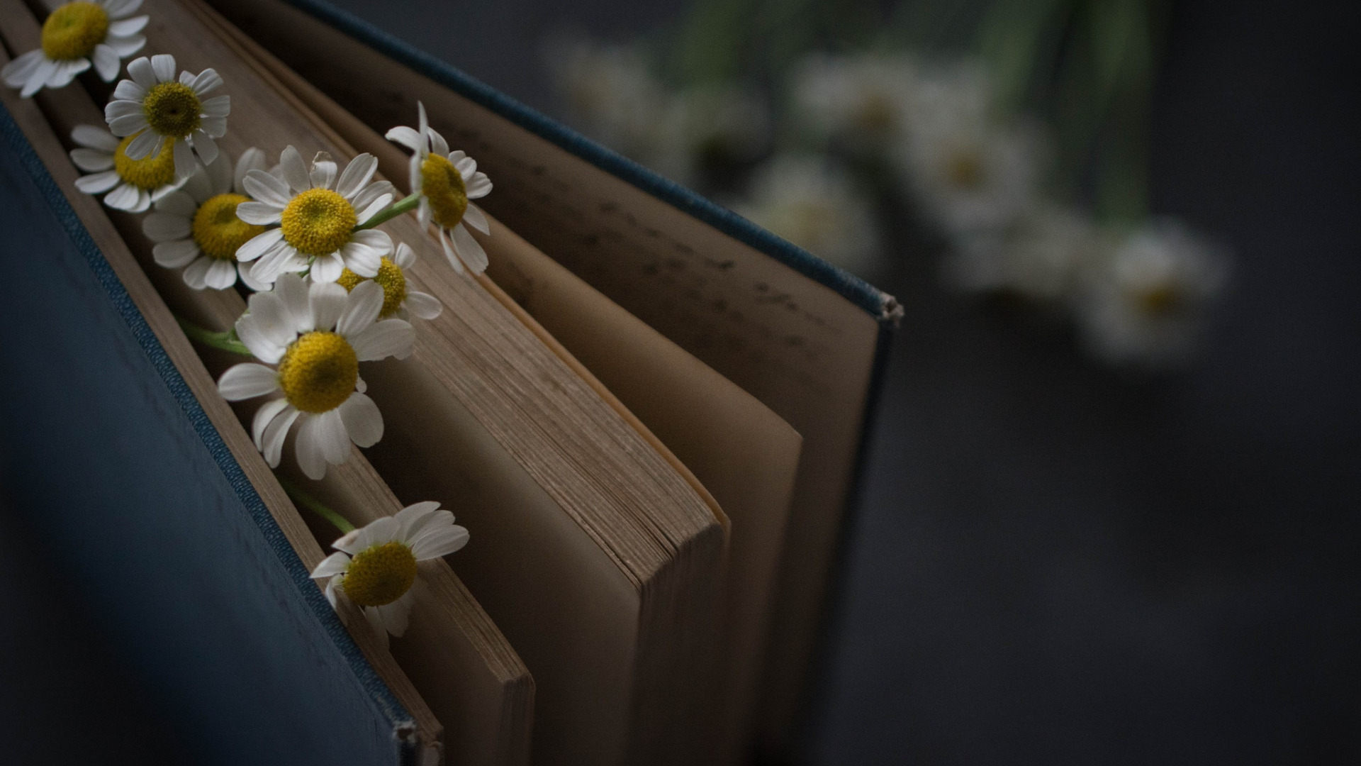 cultivate, daisy, песнь