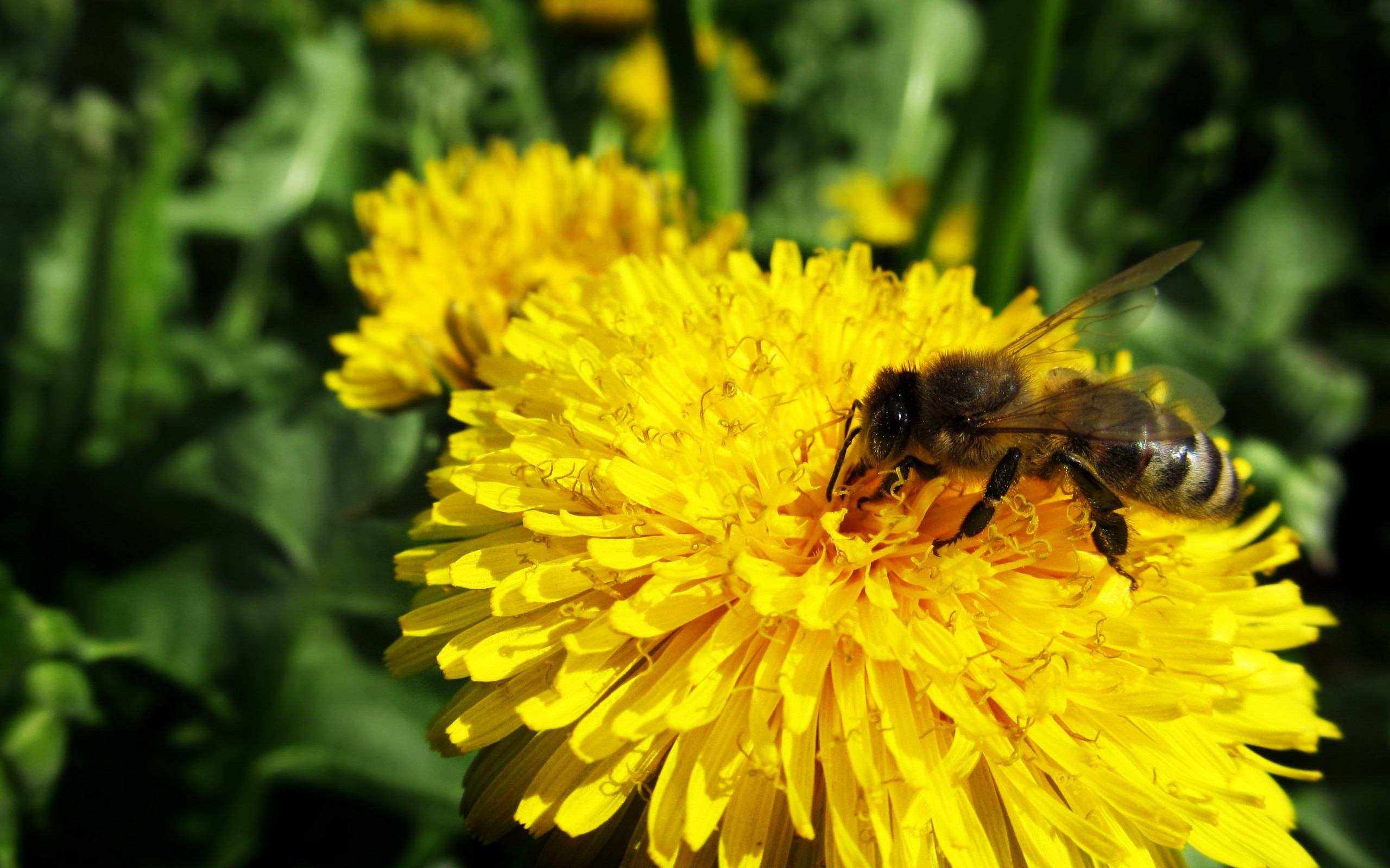 flowers, flower, pollen