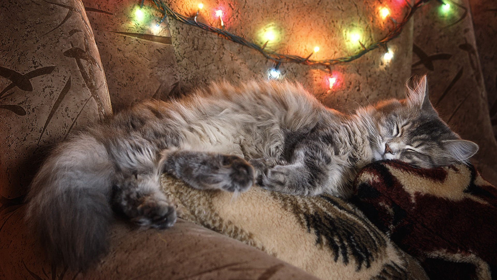 есть кошка, которая лежит на диване с одеялом