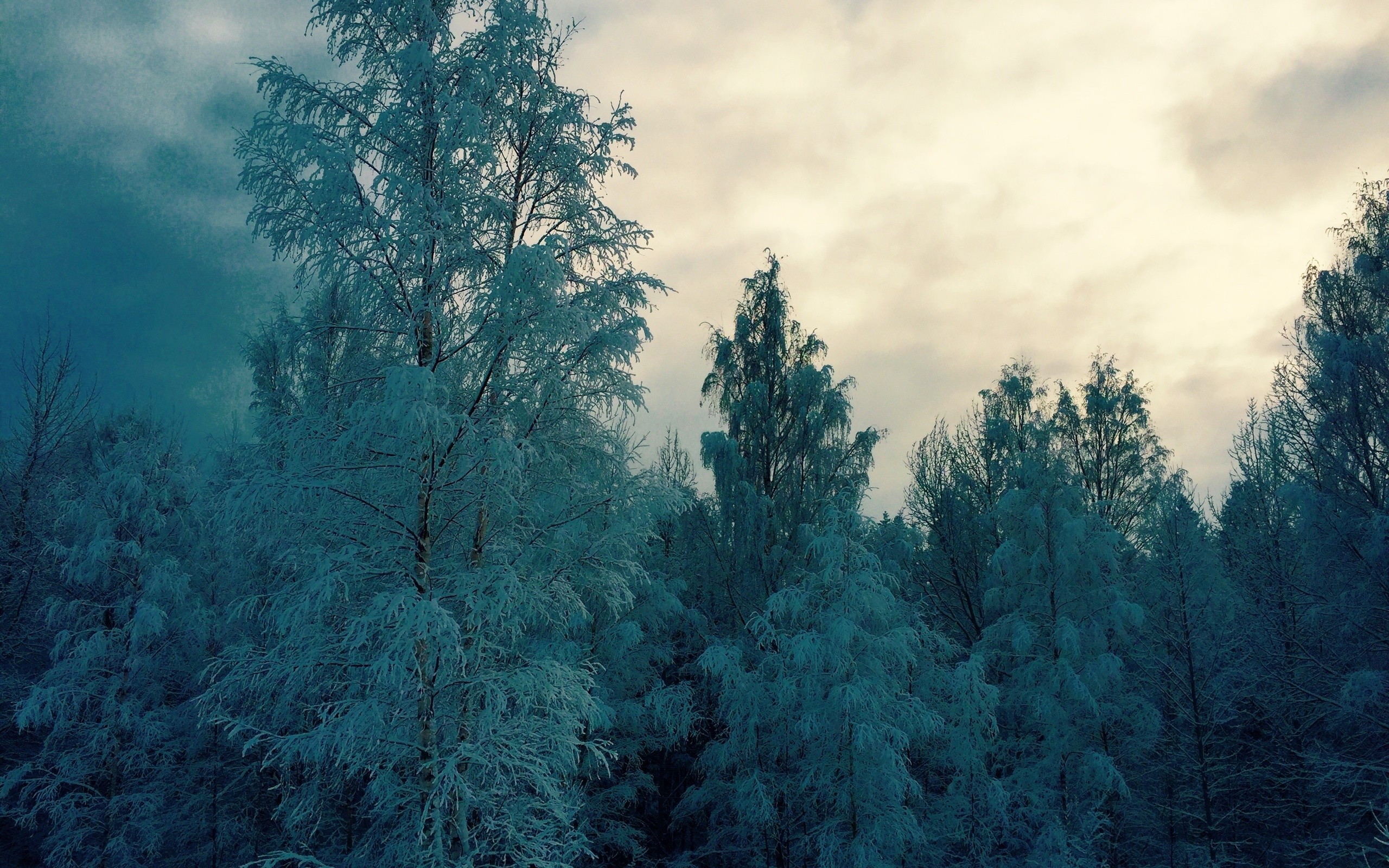 зимний, премиальный