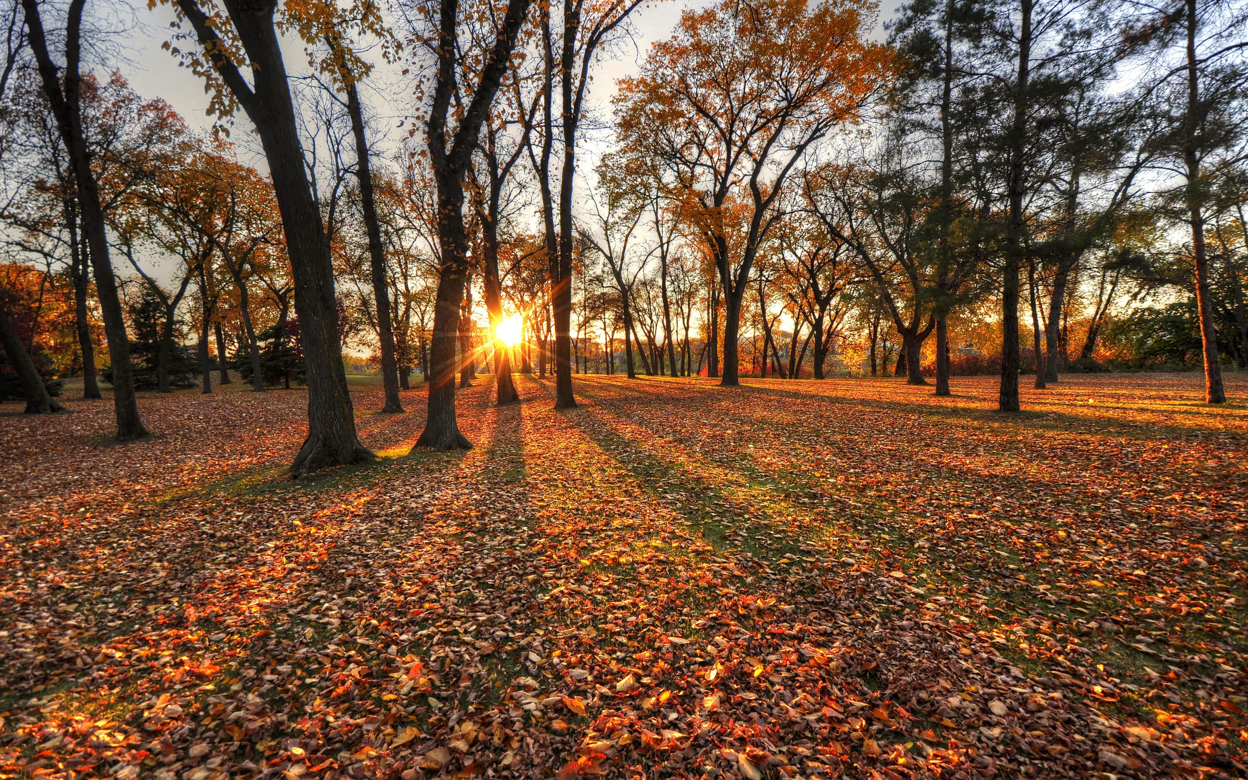 парке, otoño, outono