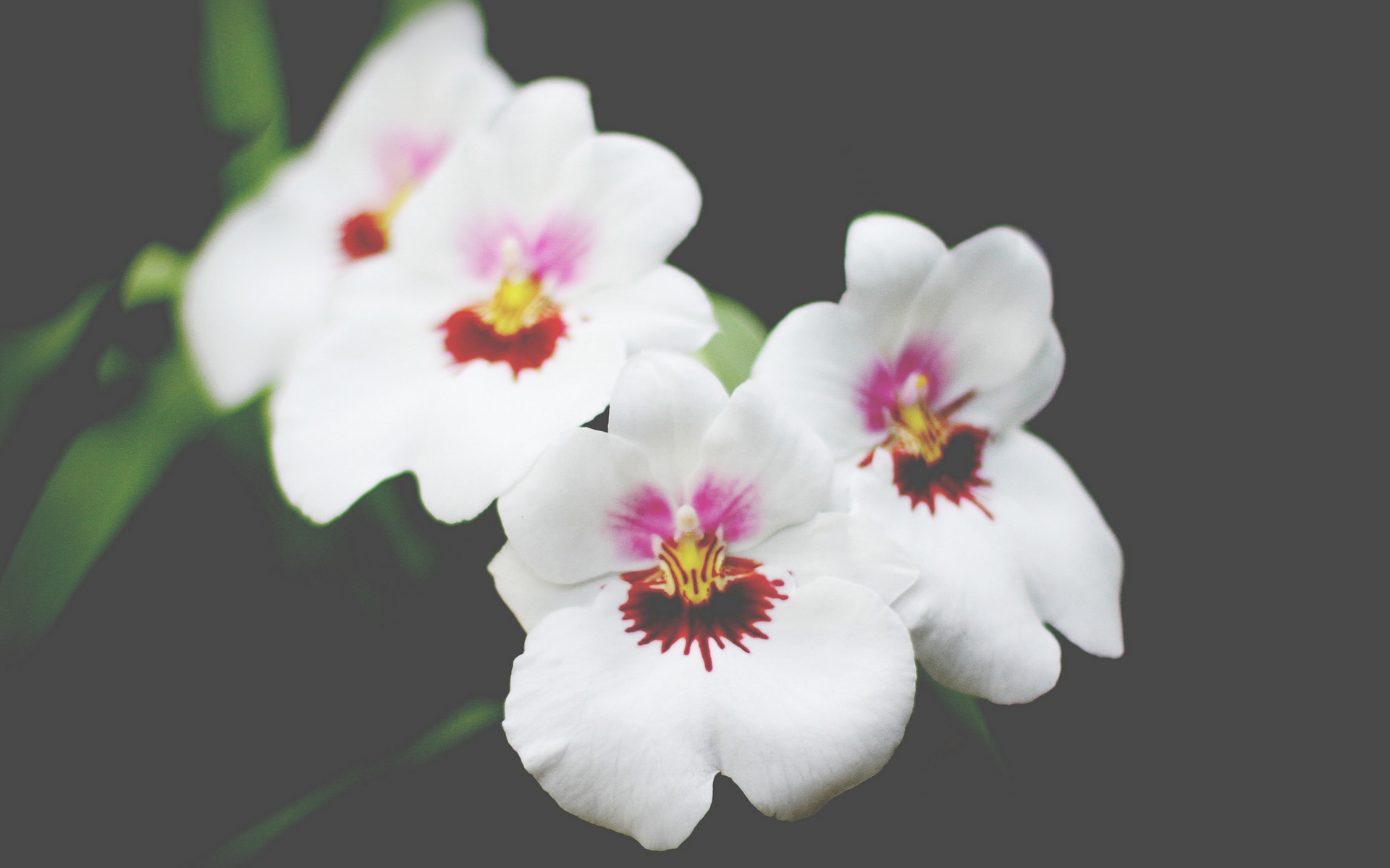 phalaenopsis