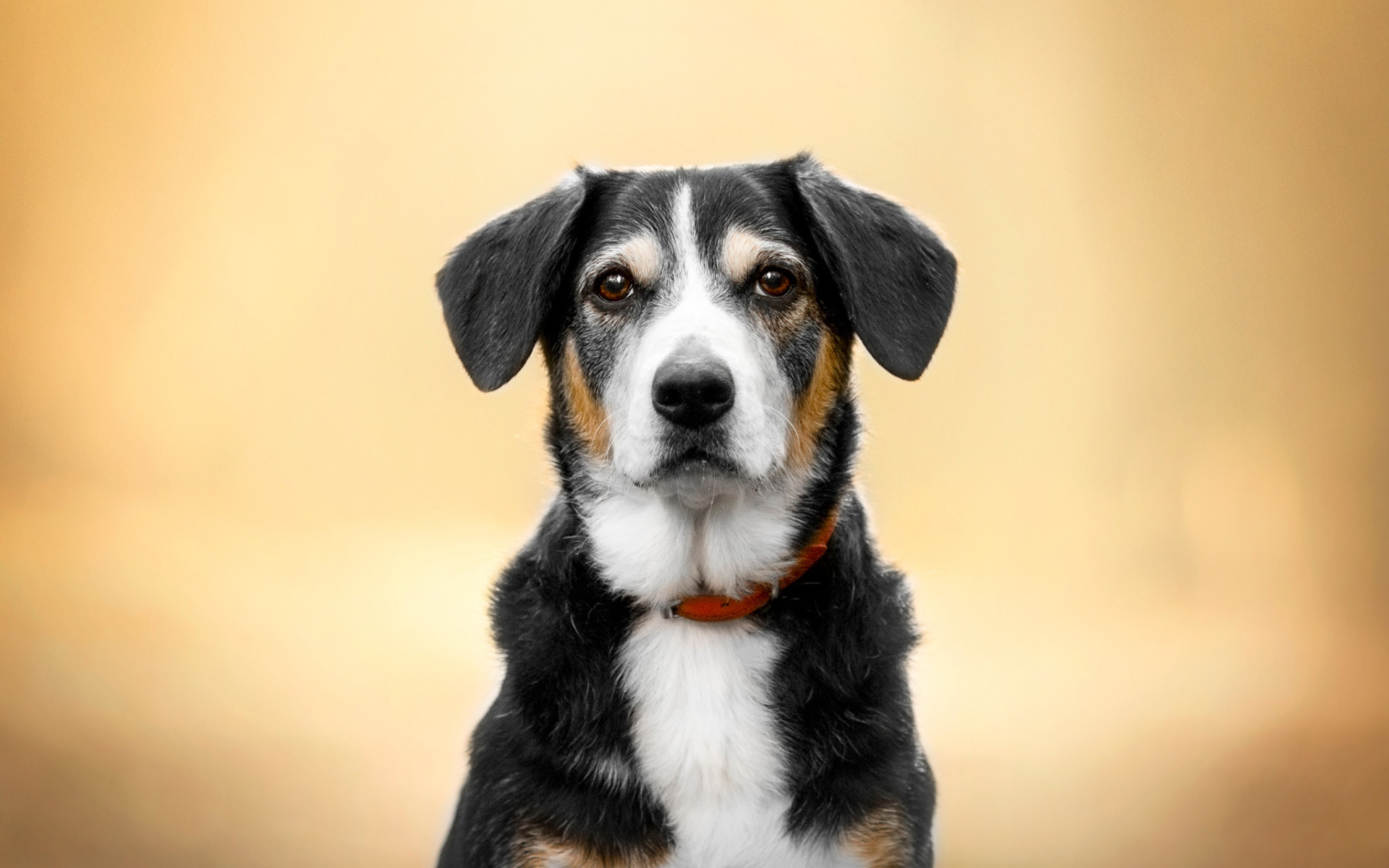 зенненхунда, собковод, энтлебухер