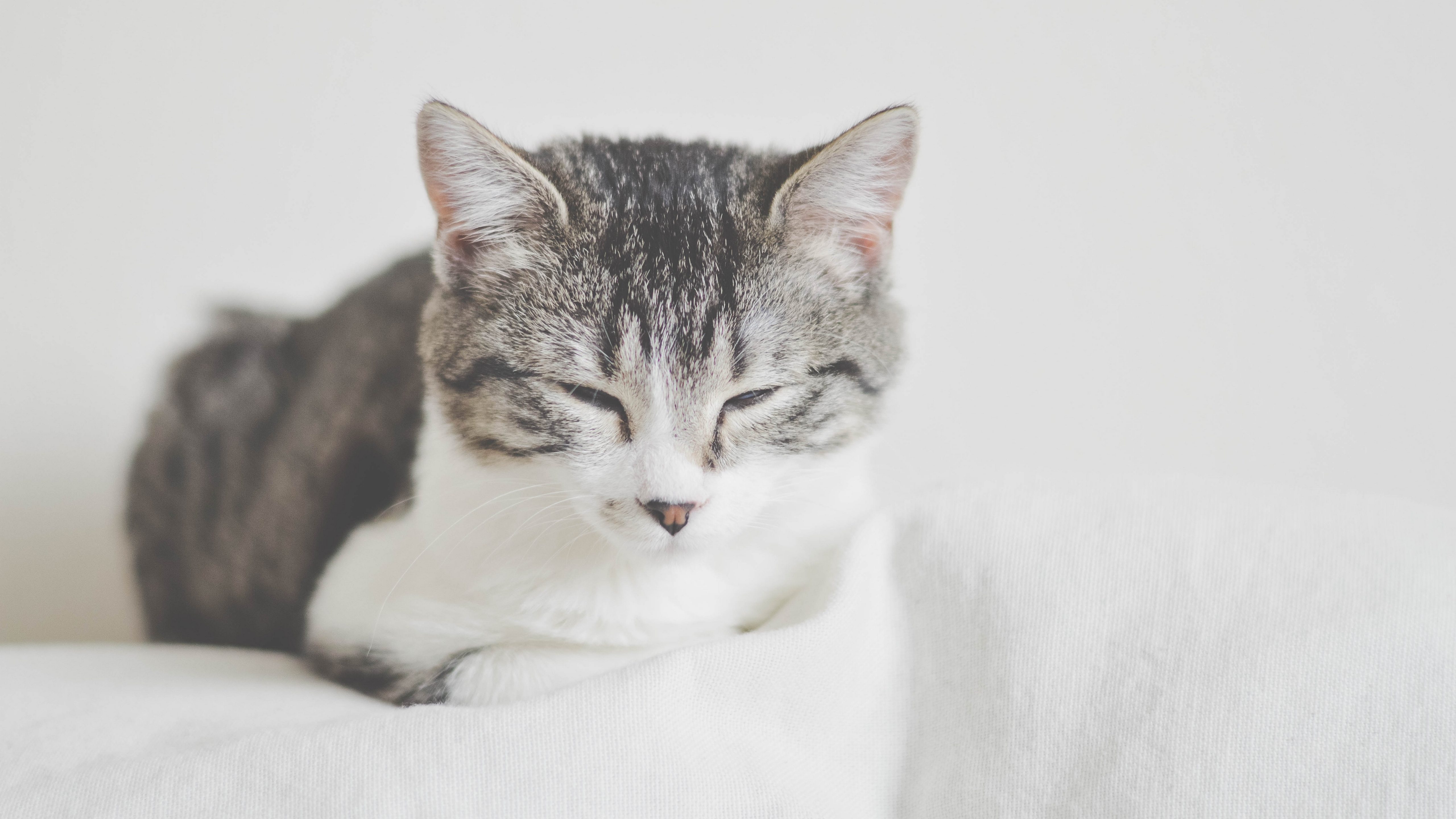 кот, кошка, грудь