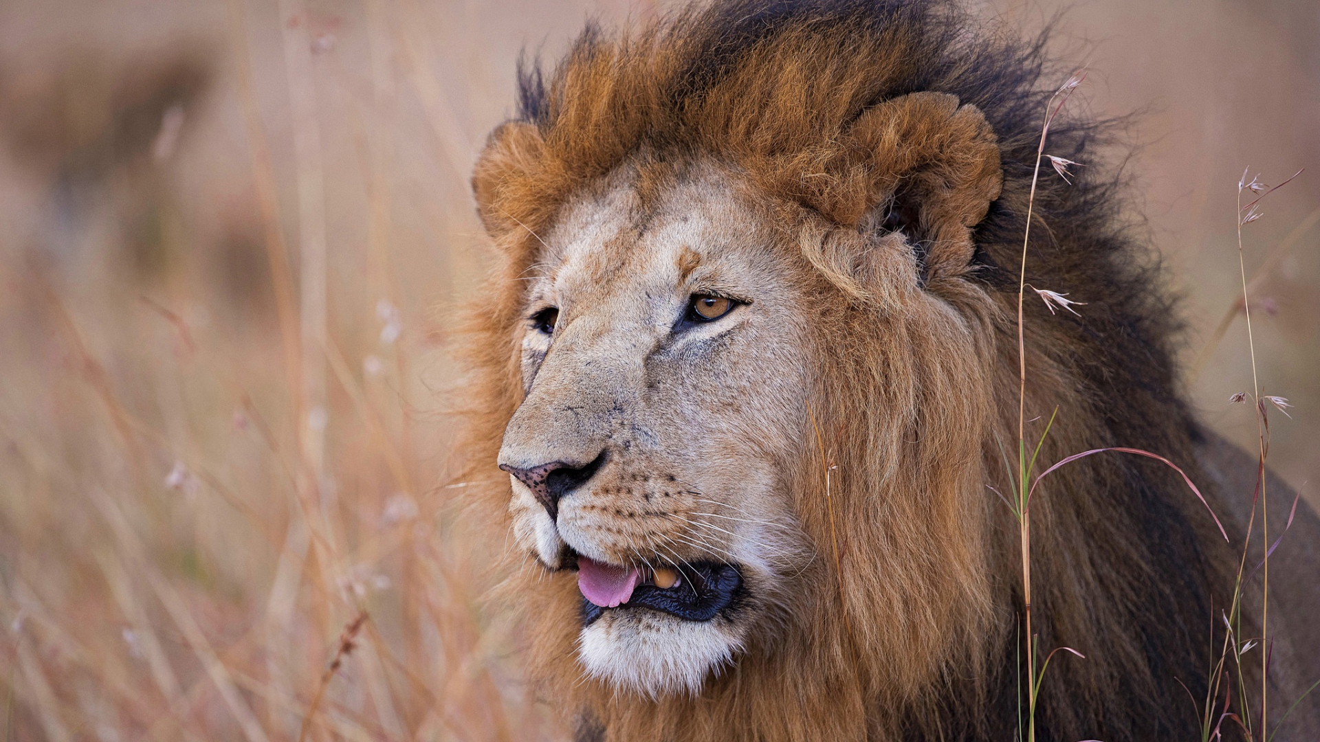 льв, животное, африка