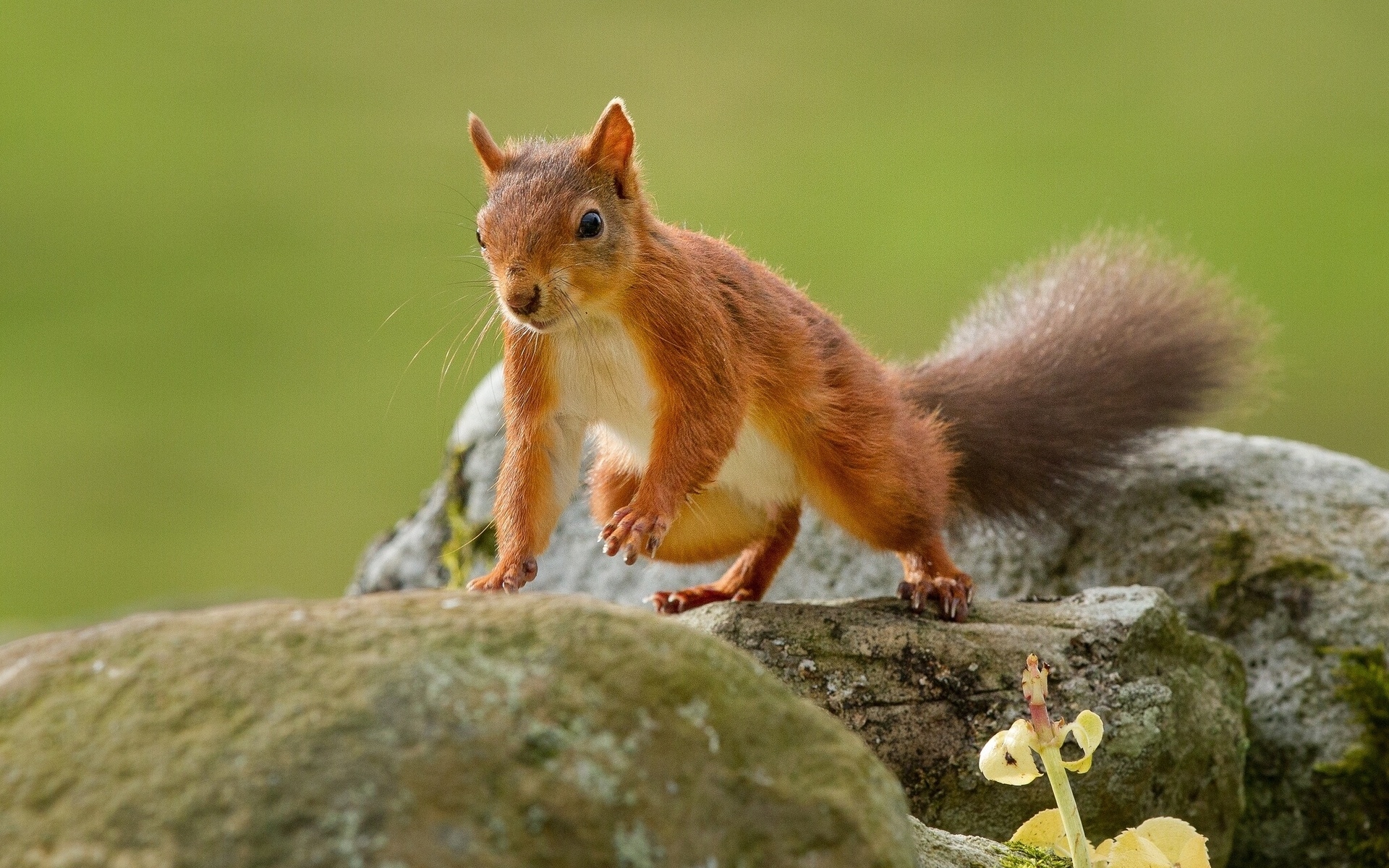 грызуны, животны
