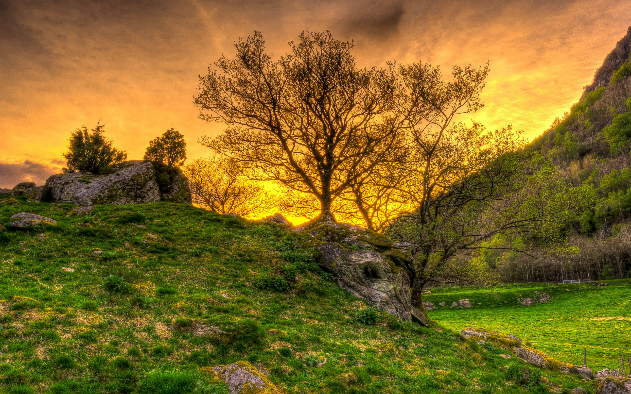 природа, ответы, лес