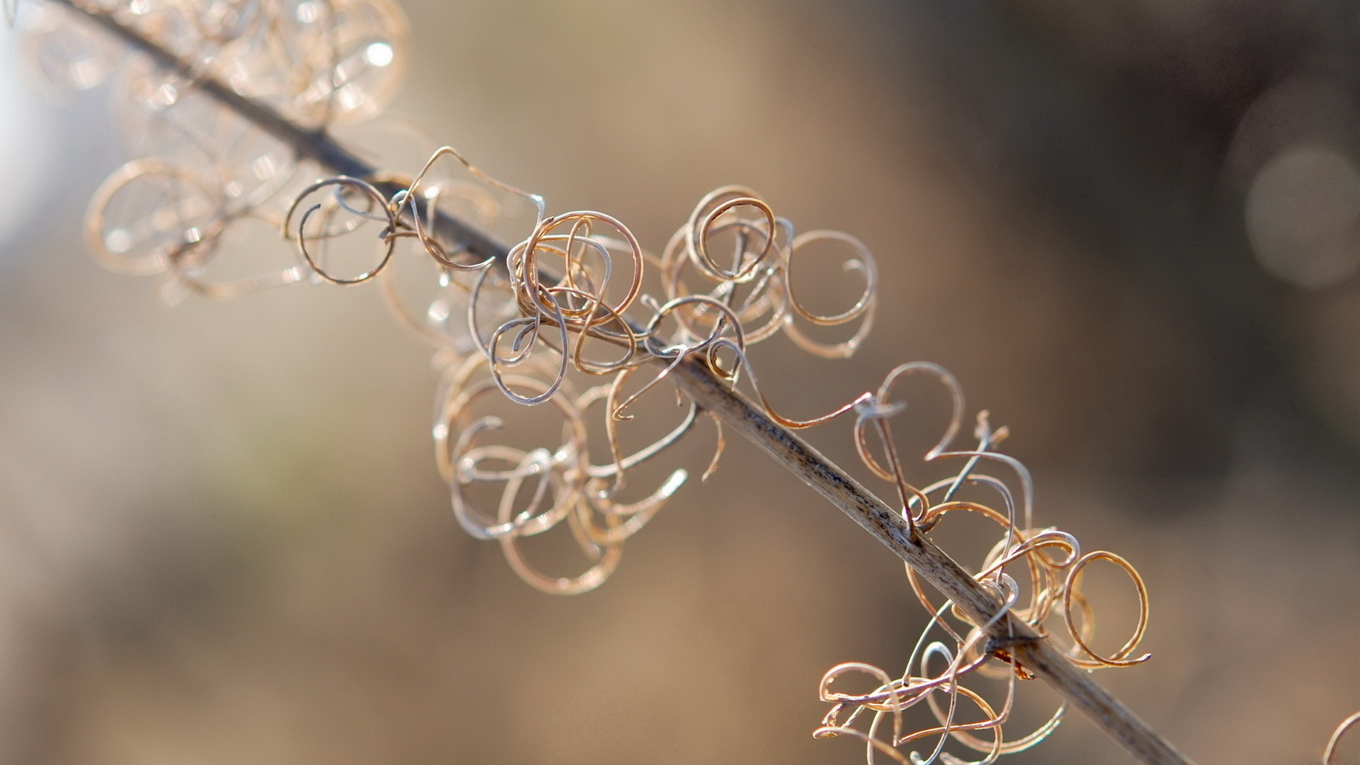 блики, branch