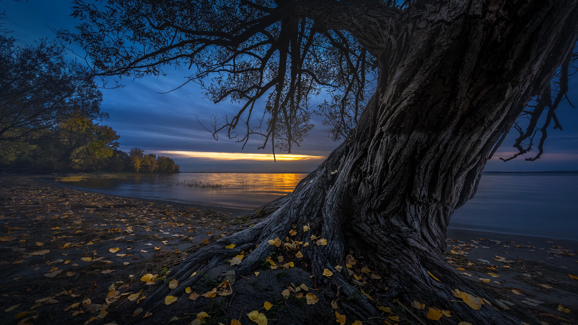 фото, дерево, закат