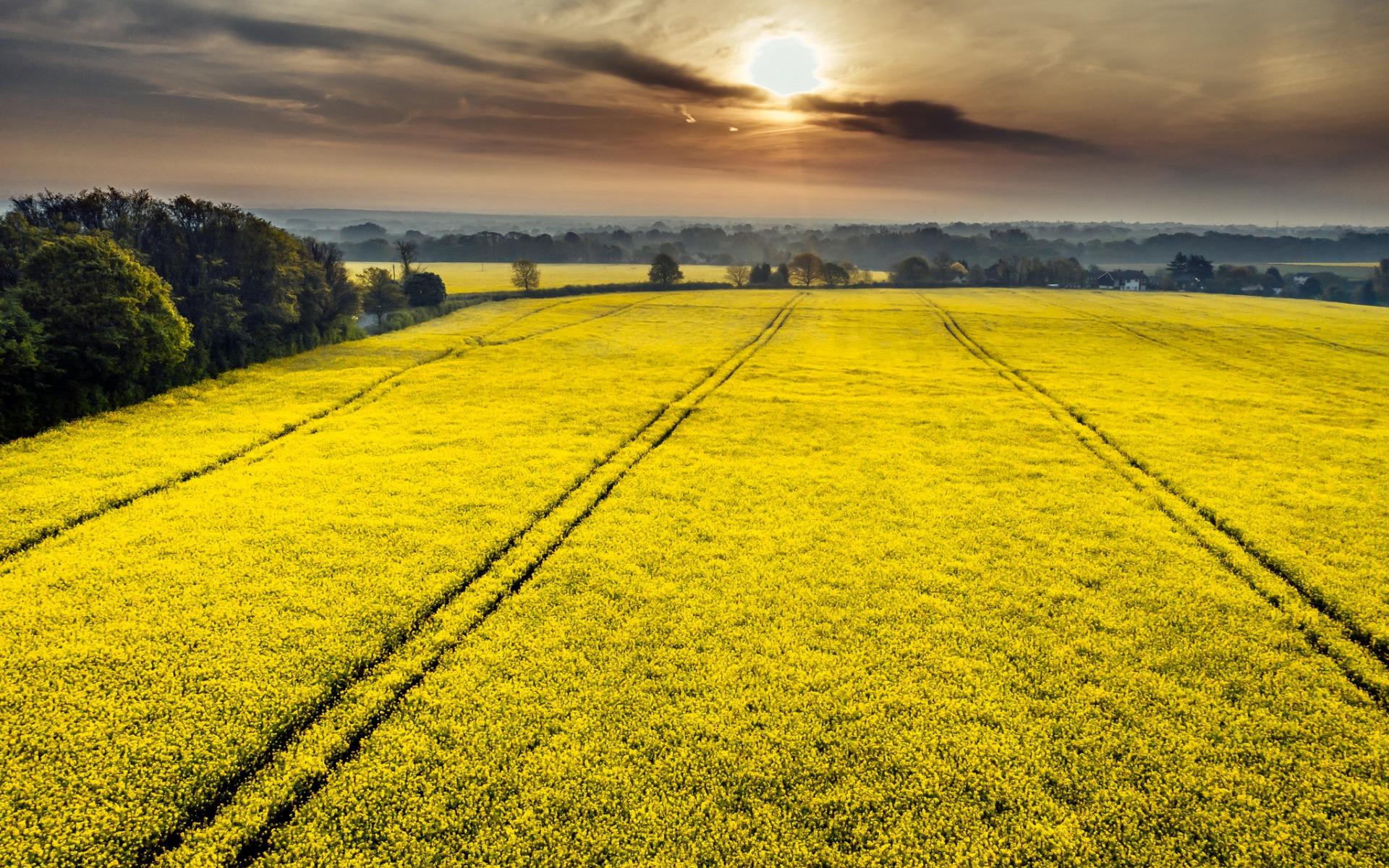 рапсовое, twitter, поле