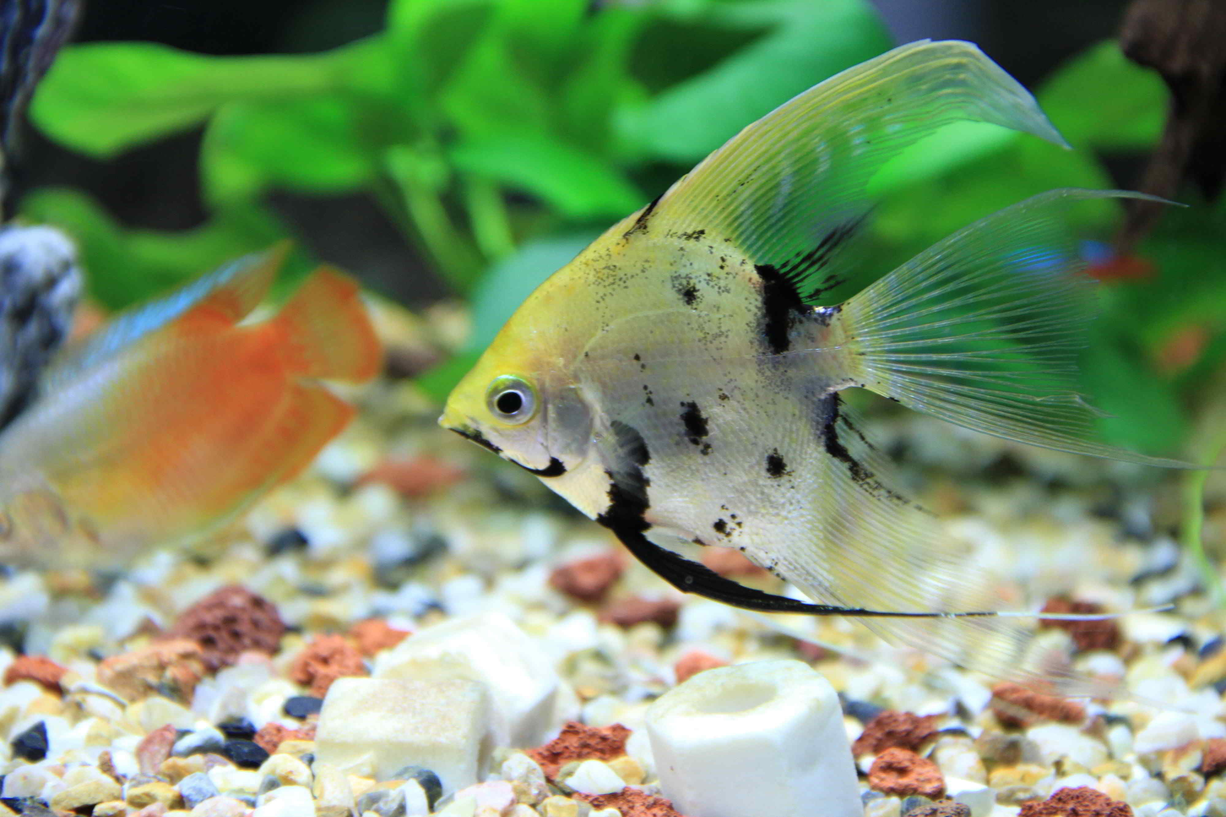 www No 107965 Разрешение 4000x2667