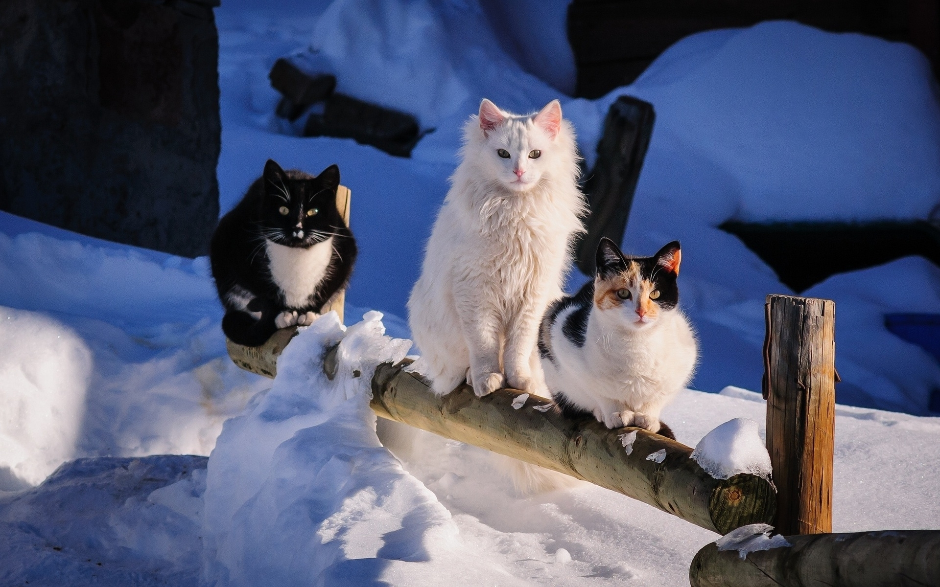 природа животные кот снег без смс
