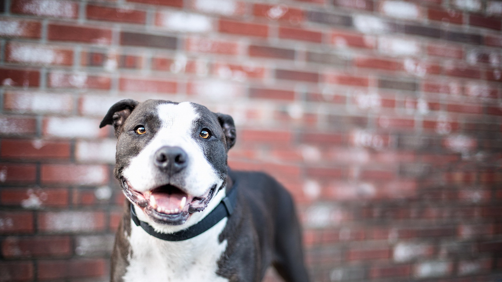 собака, питбуль, бык