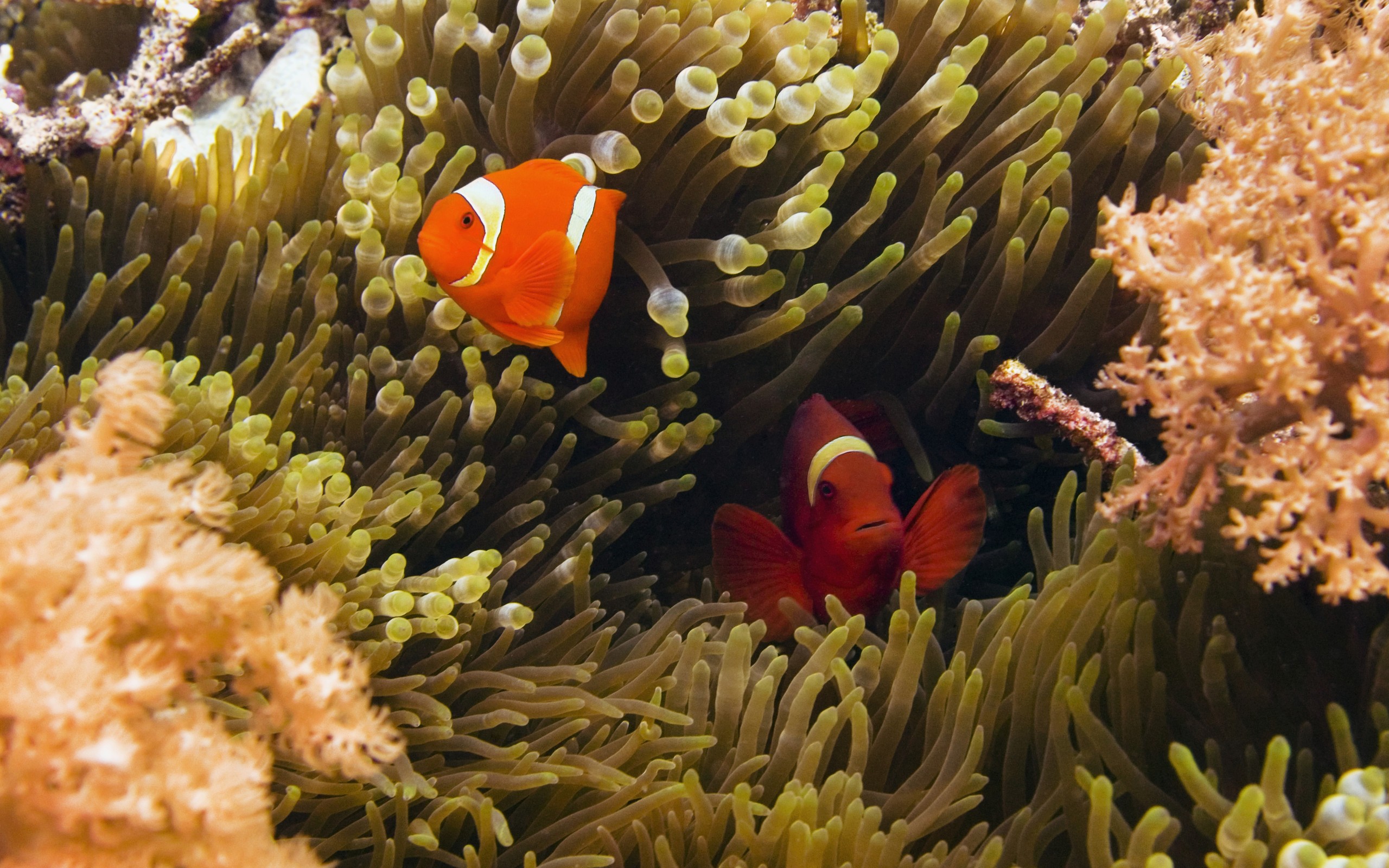 Коралловые обитатели. Гвоздика Корал риф. Коралловые рифы красного моря. Рыба клоун и актиния симбиоз. Коралловый риф рыба клоун.