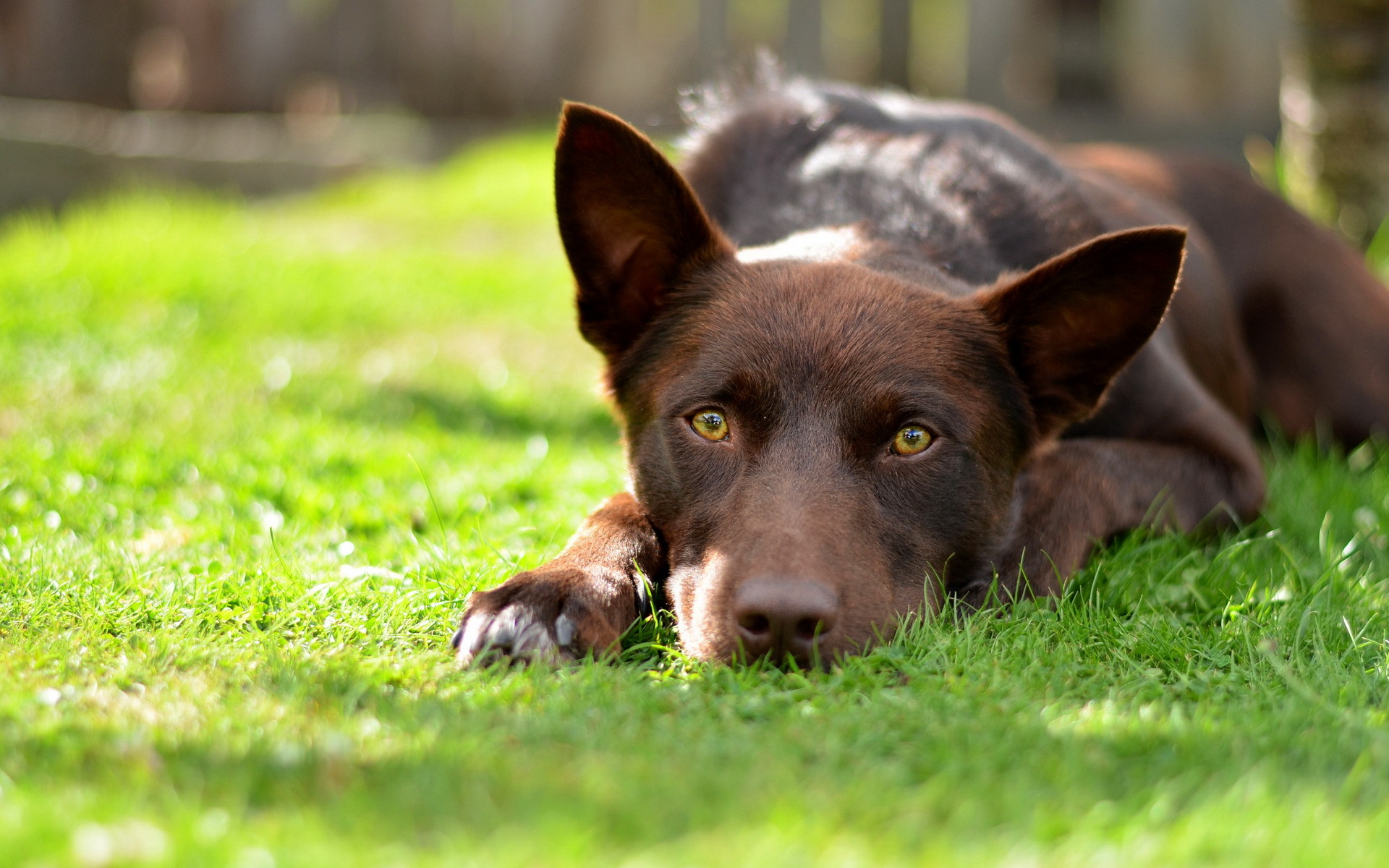 kelpie, pinterest, australian