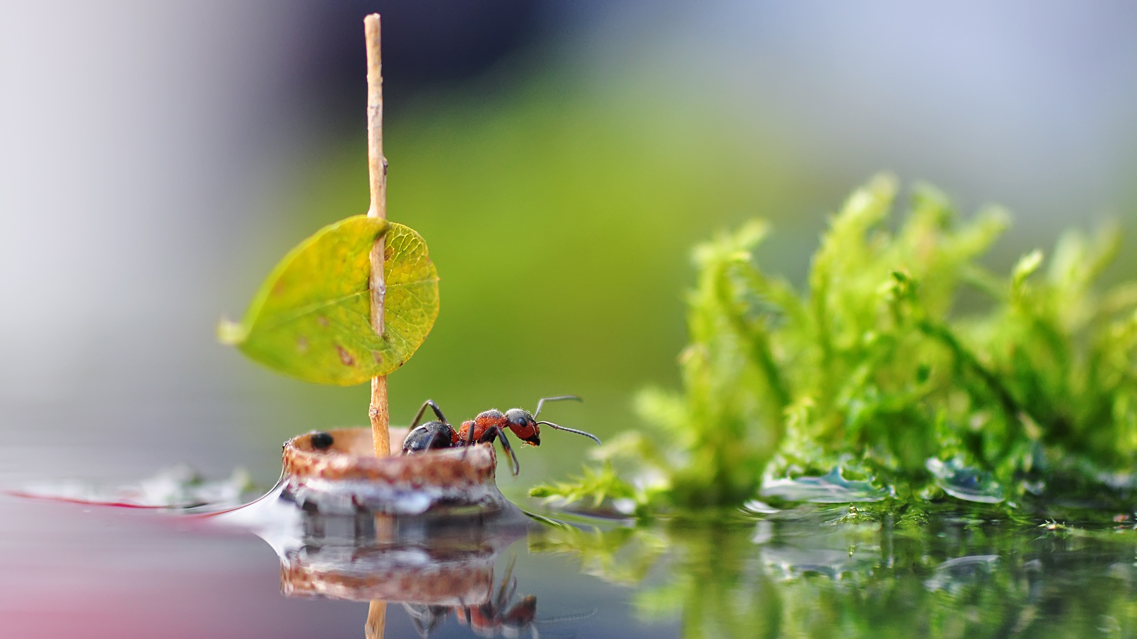 ant, лодка, row