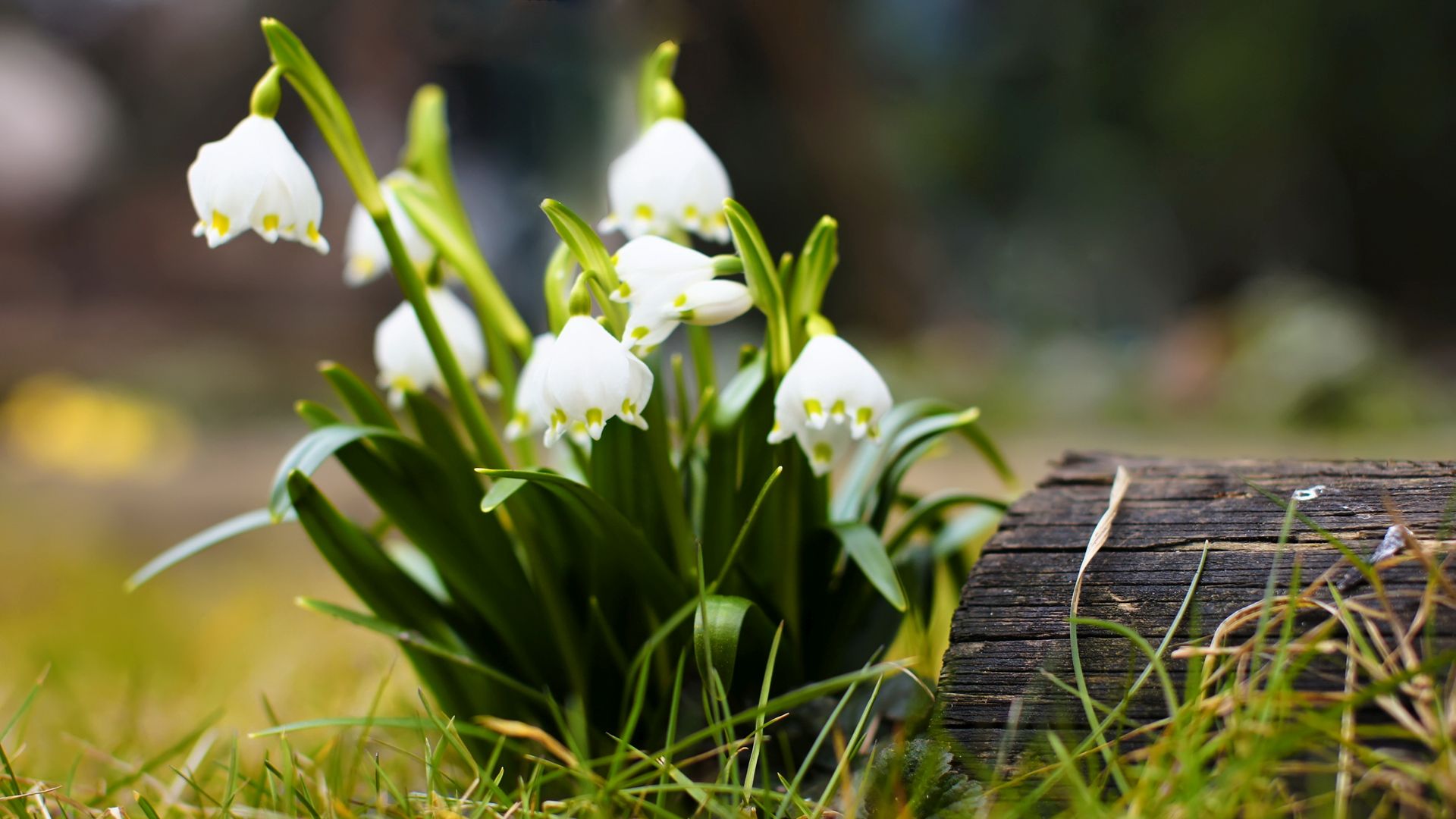 весна, цветное, веселье