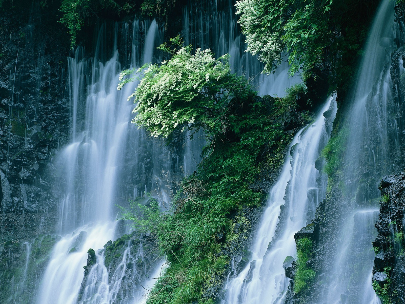 японки, крот