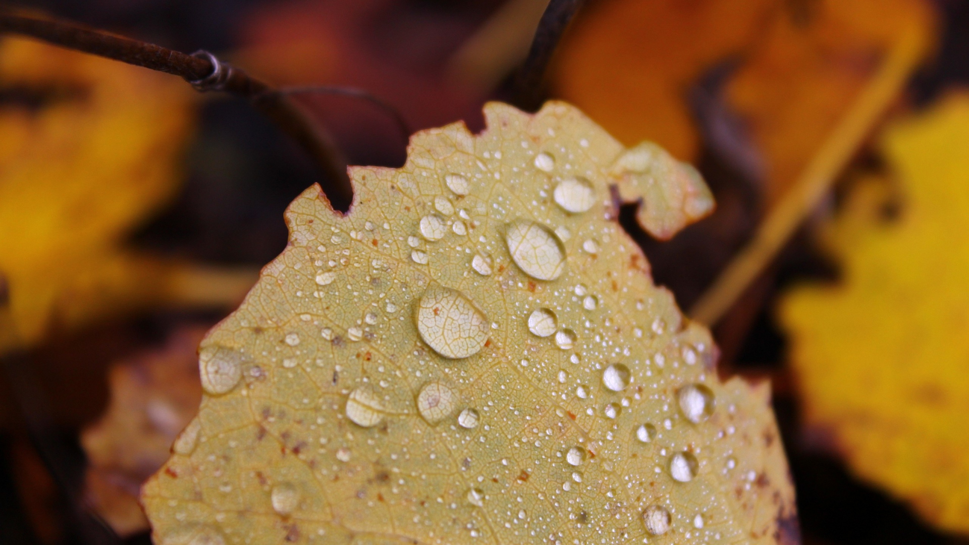 лист, капля, вода