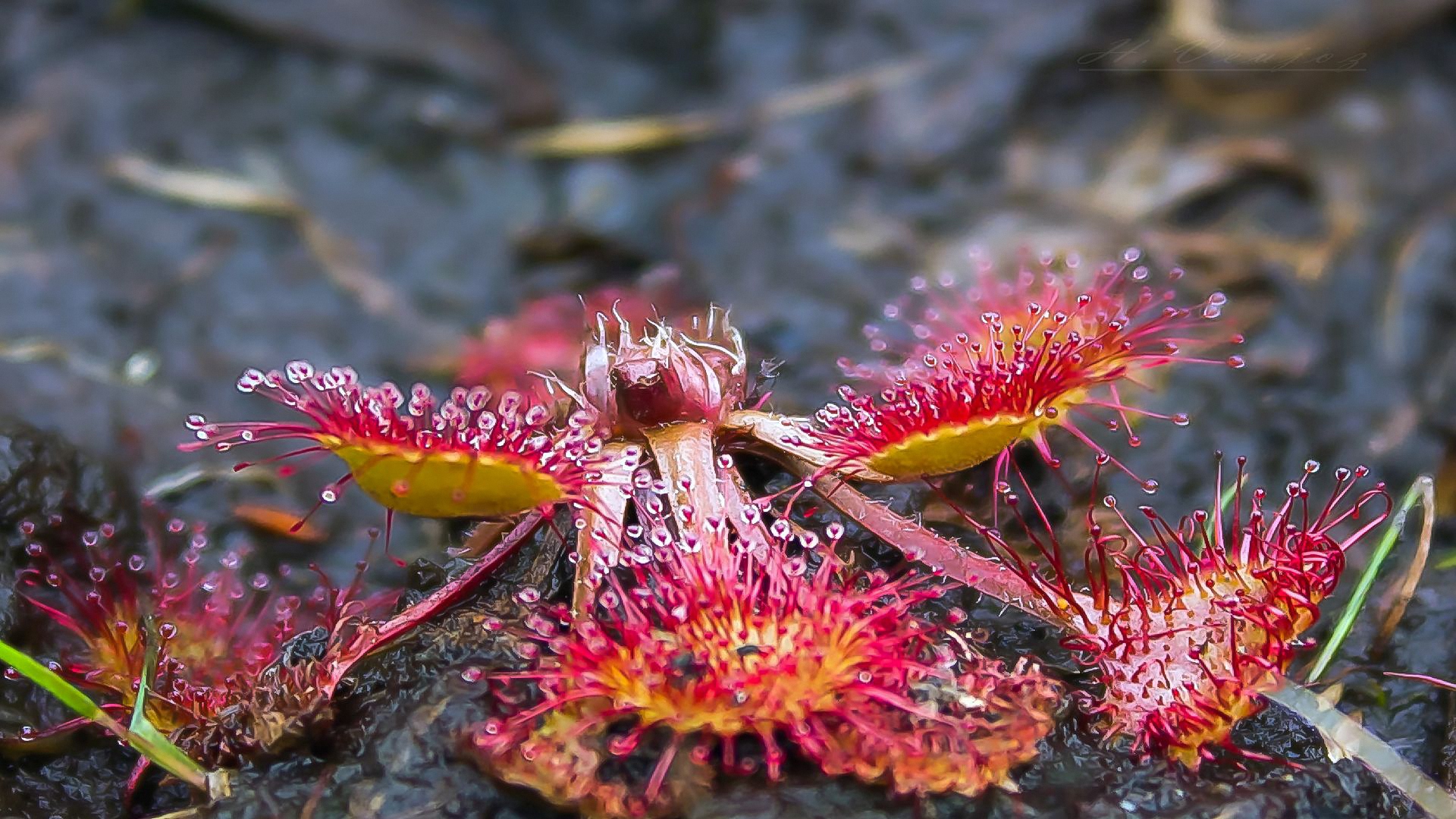drosera, wikipediasundew, national