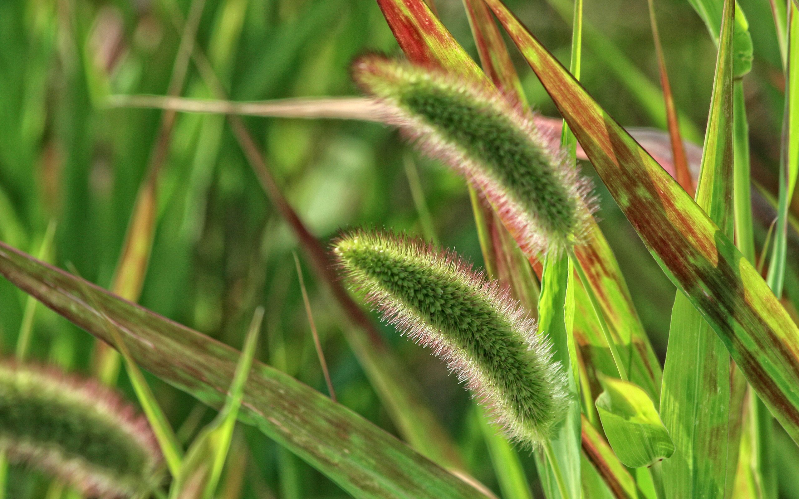 fonds, ecran, природа Фон № 103478 разрешение 2560x1600