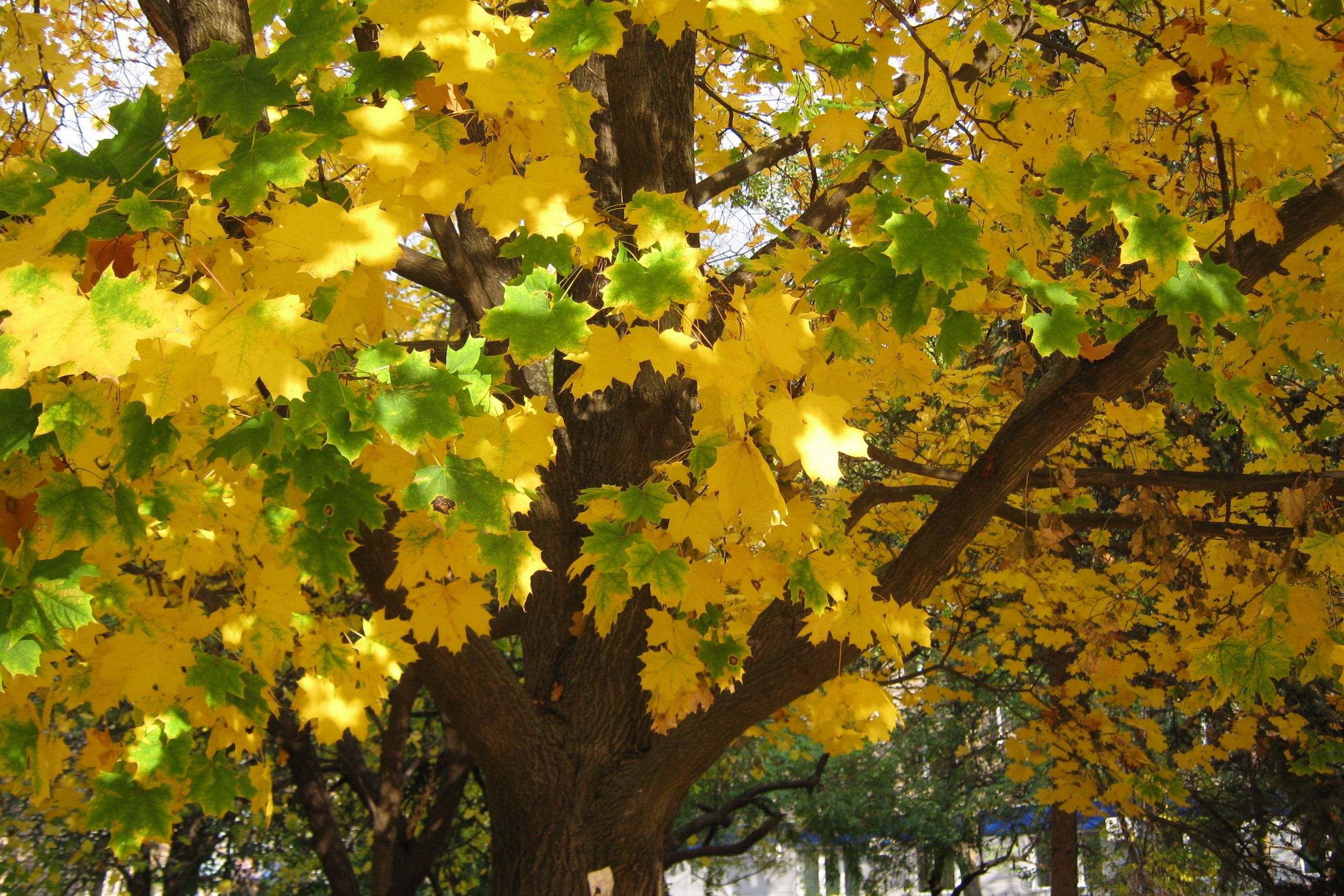 осень, деревья, лихорадка 139142 разрешение 2560x1707