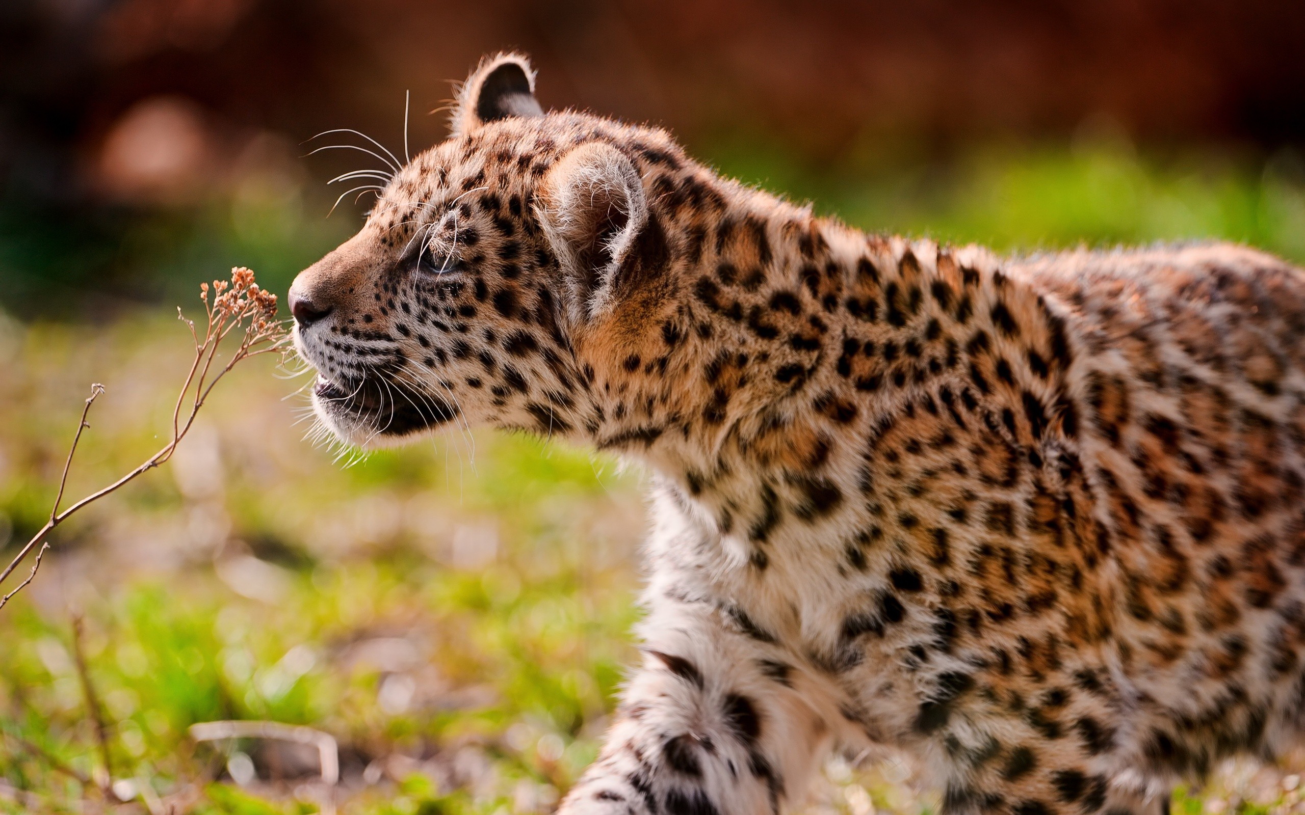 jaguar, синий